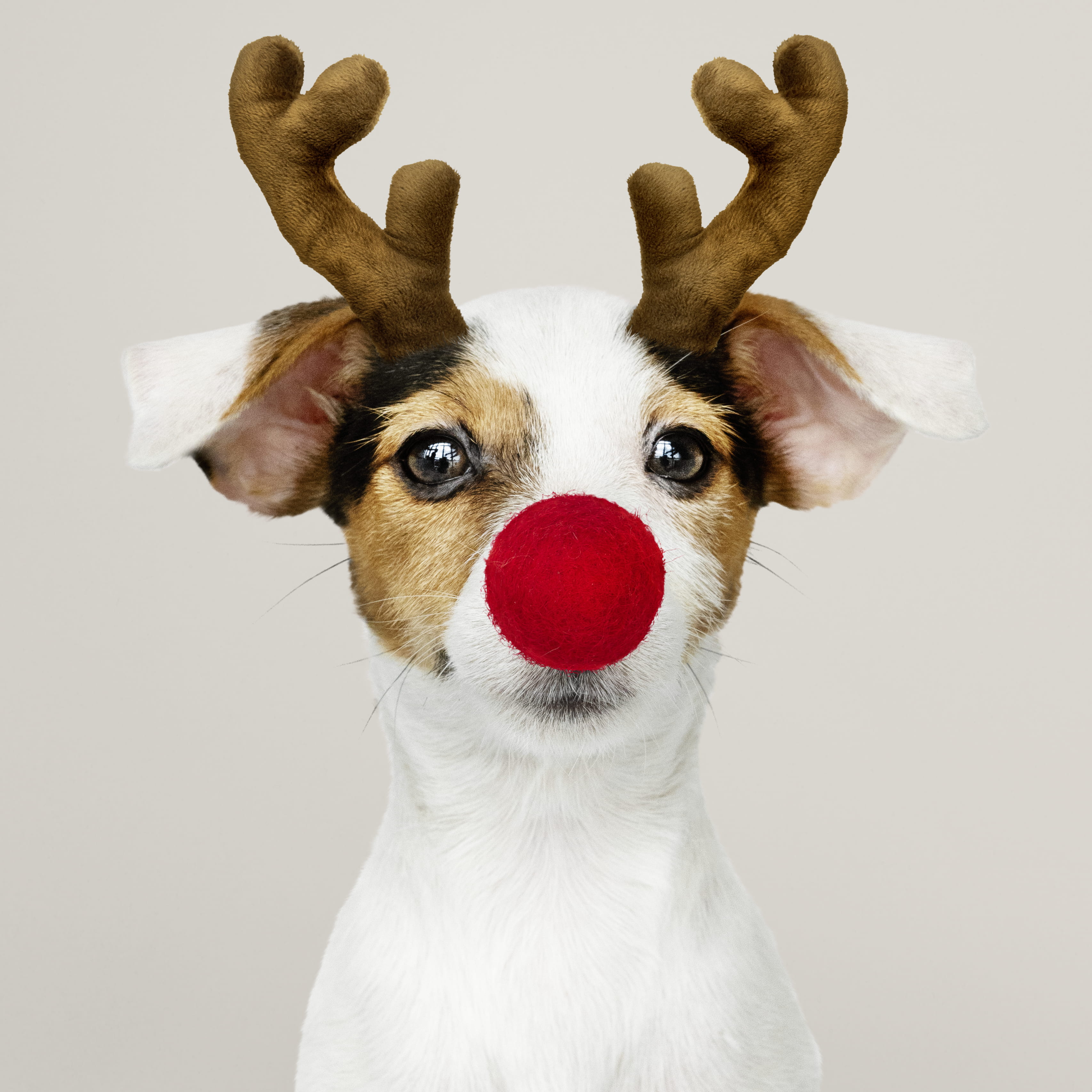 horn, adorable, wearing, domestic, close-up, animal wildlife, sitting, sit, deer, animal nose, animal, looking at camera, animal body part, headband, portrait, Phone HD Wallpaper