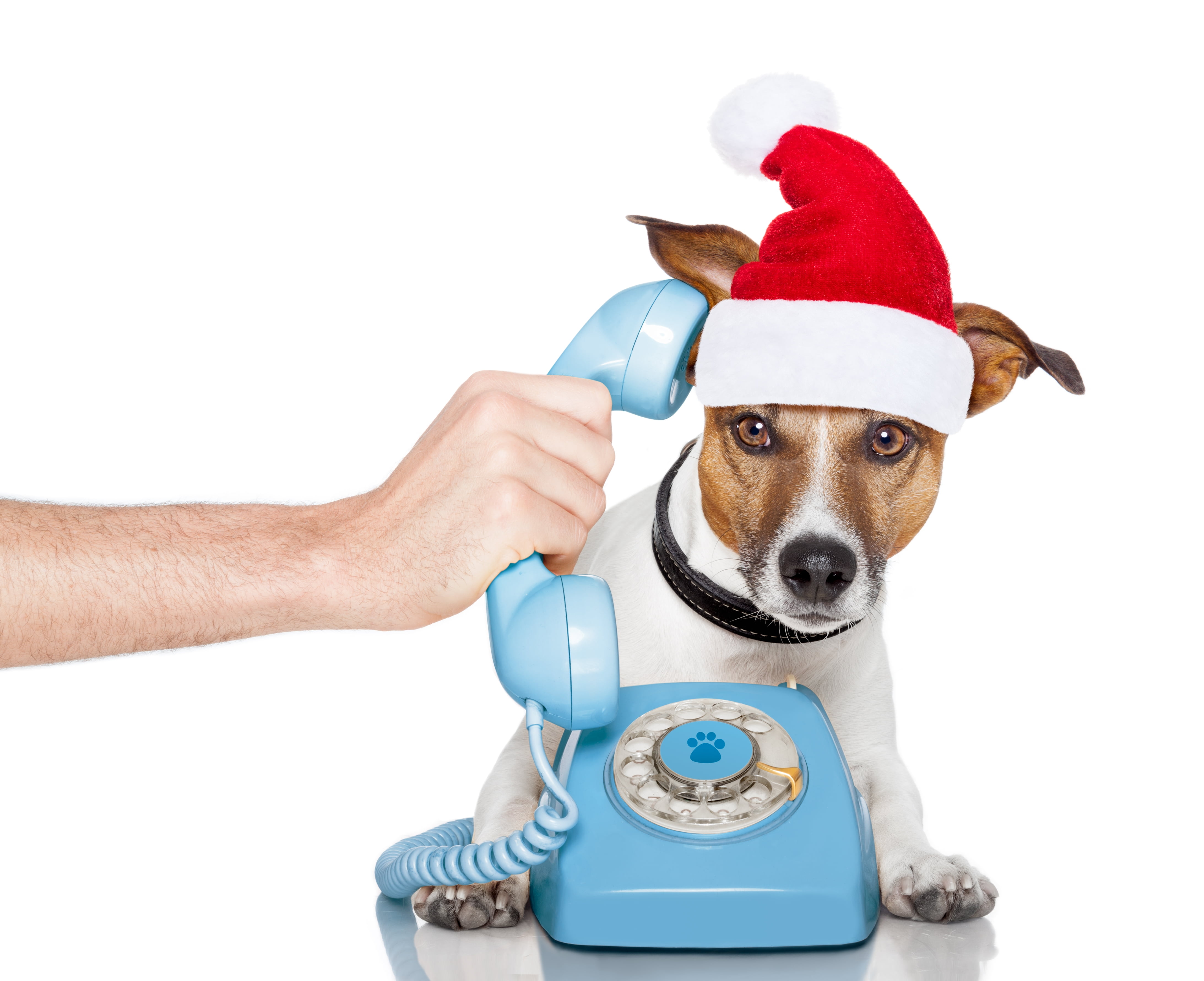 funny, celebration, people, 4K, domestic animals, hat, white, hand, white background, red, animal, vertebrate, one animal, jack russell terrier, chrismtas, HD Wallpaper