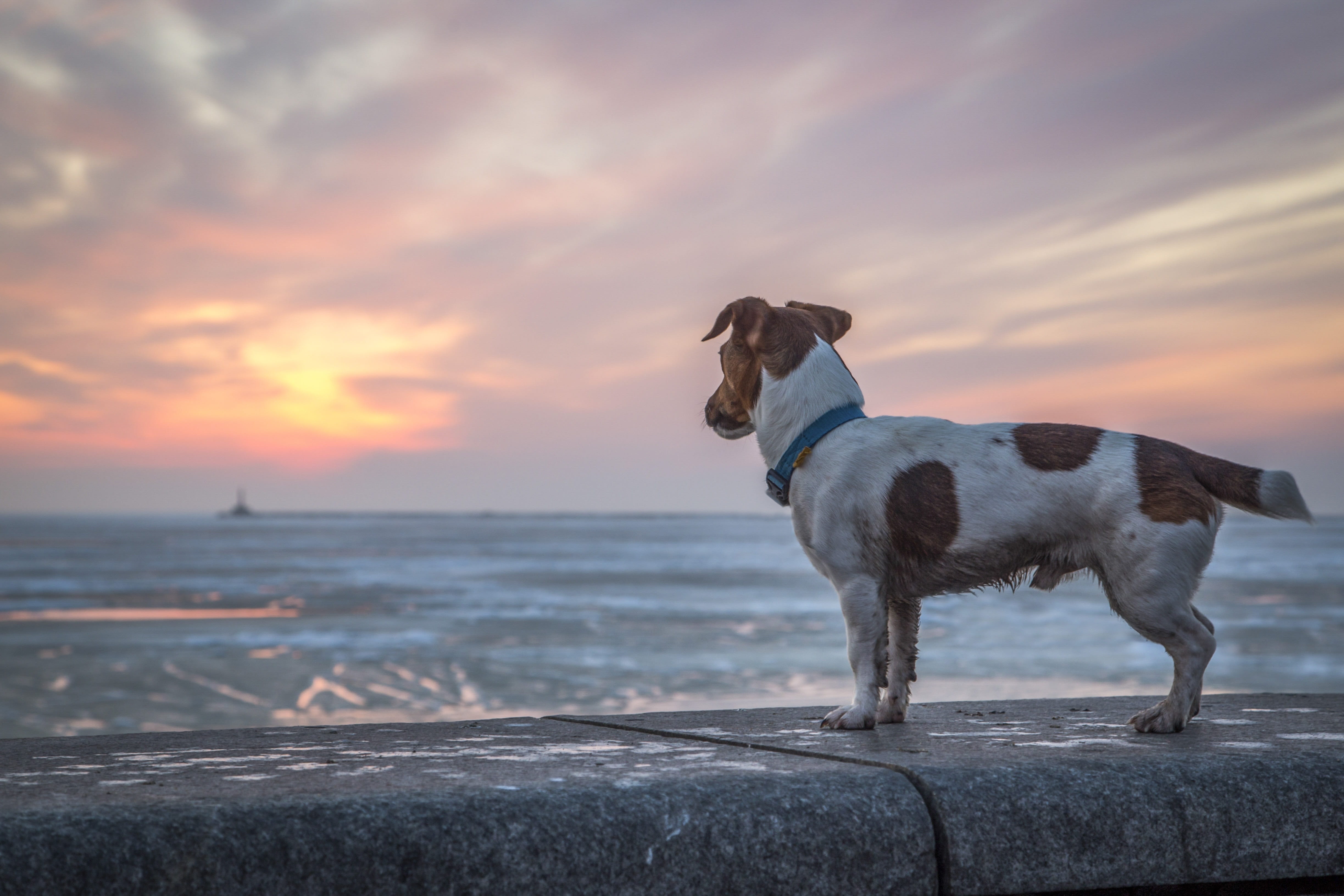 stain, doggy, Adorable, sadness, friend, no people, one animal, terrier, cute, sky, photography, horizon over water, vertebrate, Breed, russell, jack russell terrier, HD Wallpaper