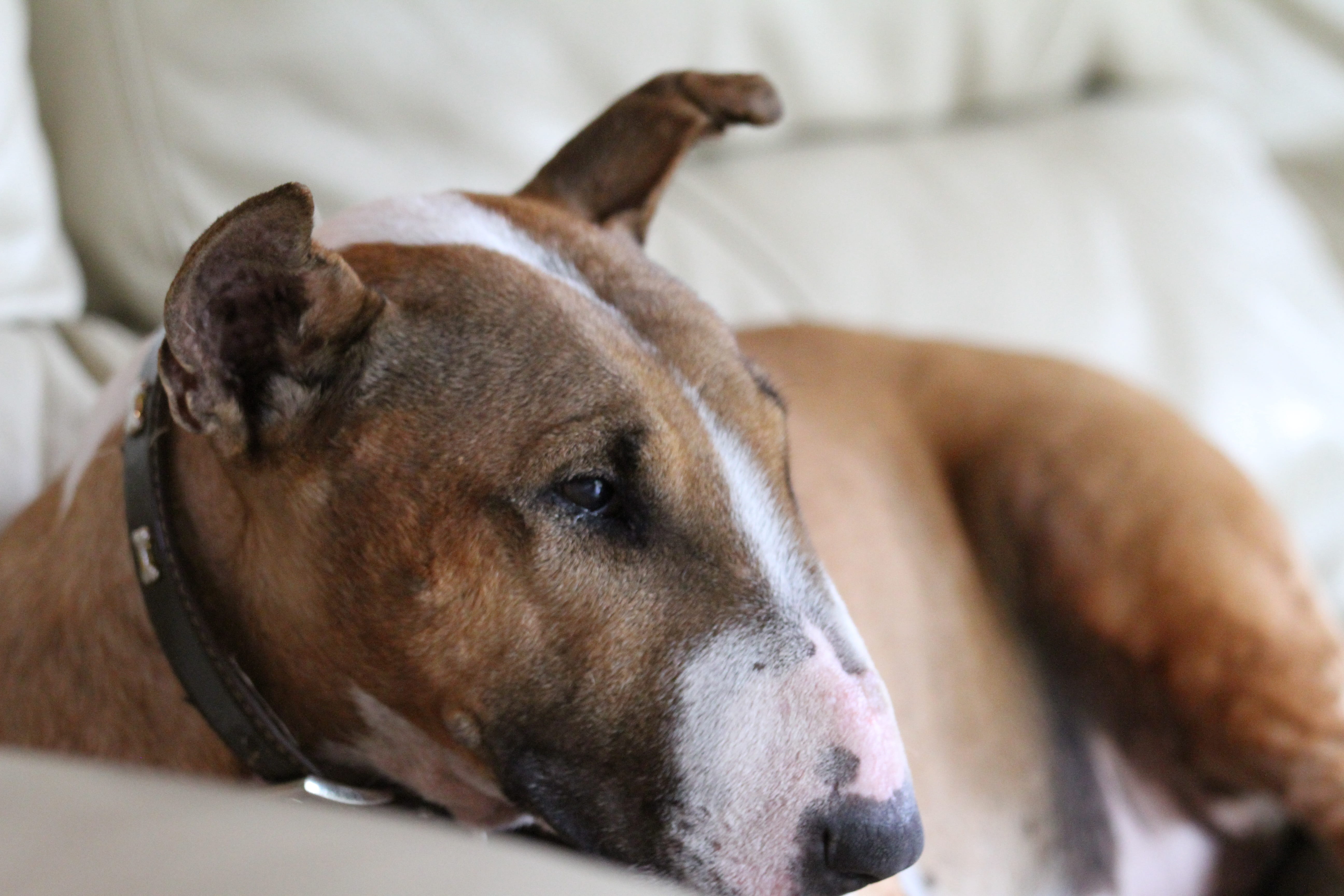 napping, domestic, adult, tired, white, one animal, bull-terrier, animal head, nose, eye, relaxation, bull terrier, domestic animals, lying down, fur, breed, HD Wallpaper