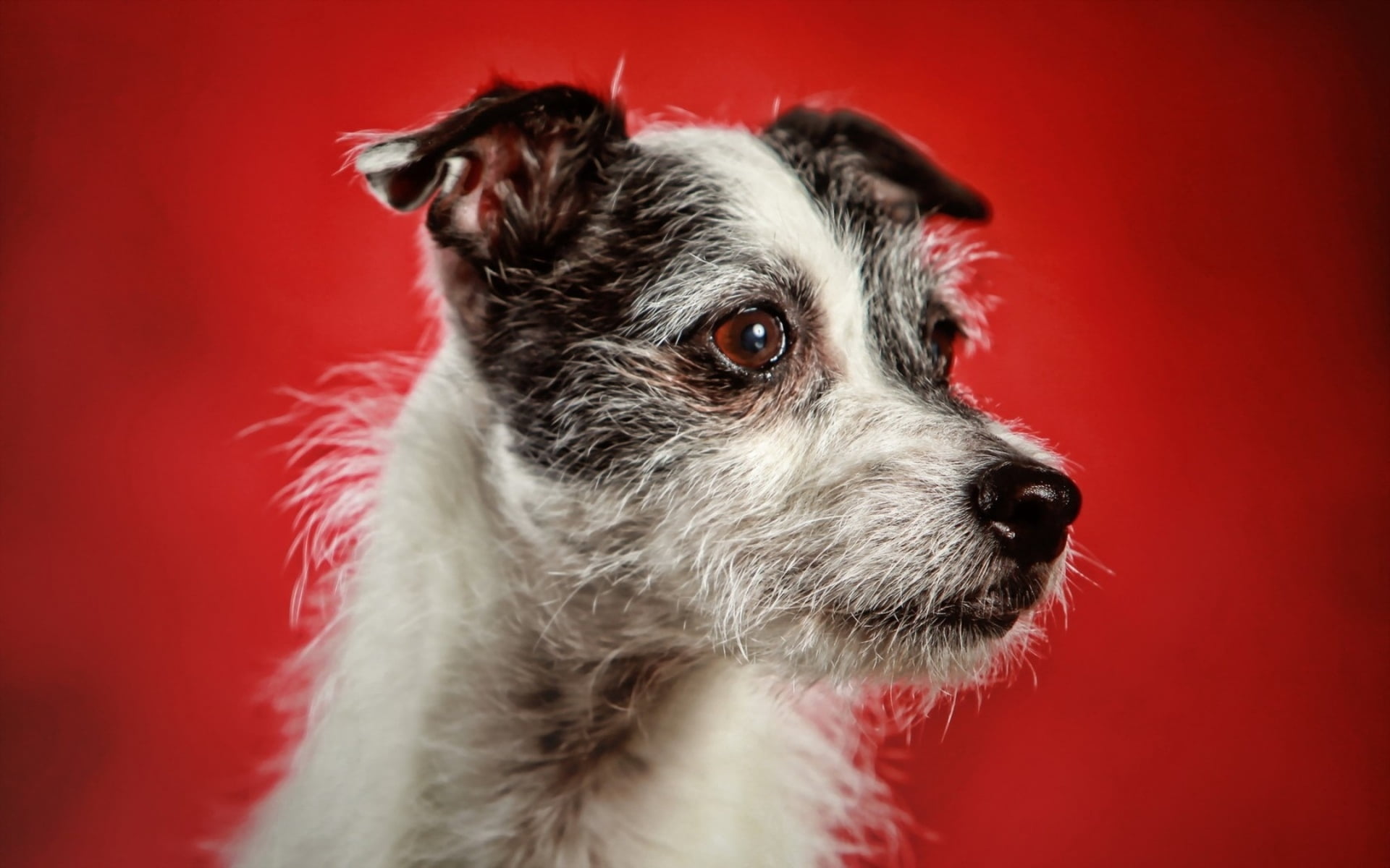 canine, cute, animal, shih tzu, small, profile view, mammal, indoors, jack, puppy, dog, chihuahua - dog, looking At Camera, russell, black, domestic Animals, HD Wallpaper