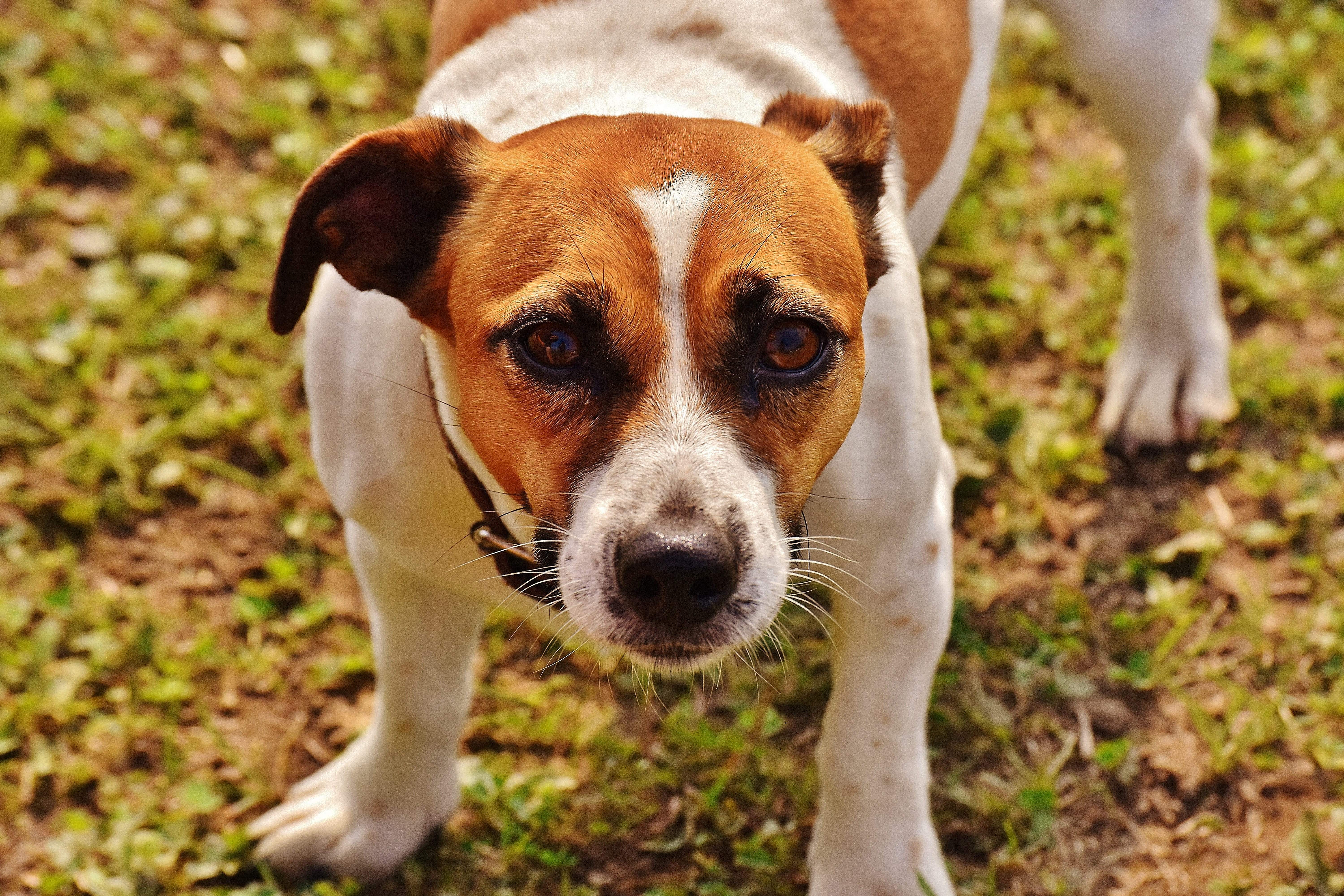 portrait, domestic, russell, animal themes, adult, vertebrate, young animal, domestic animals, terrier, lemon, pets, meadow, standing, sweet, race, focus on foreground, HD Wallpaper