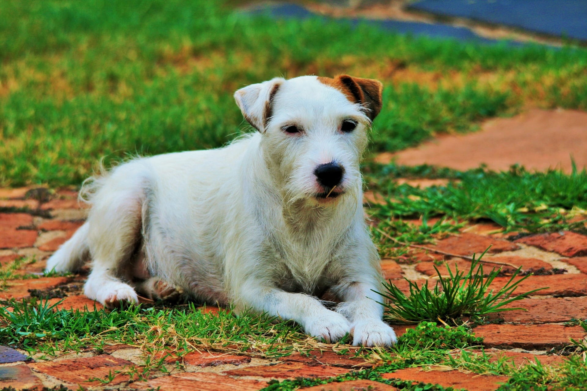 portrait, land, white, paw, breed, face, paws, pet, outdoors, mammal, puppy, furry, animal themes, parson jack russell, no people, field, lying, pavement, HD Wallpaper
