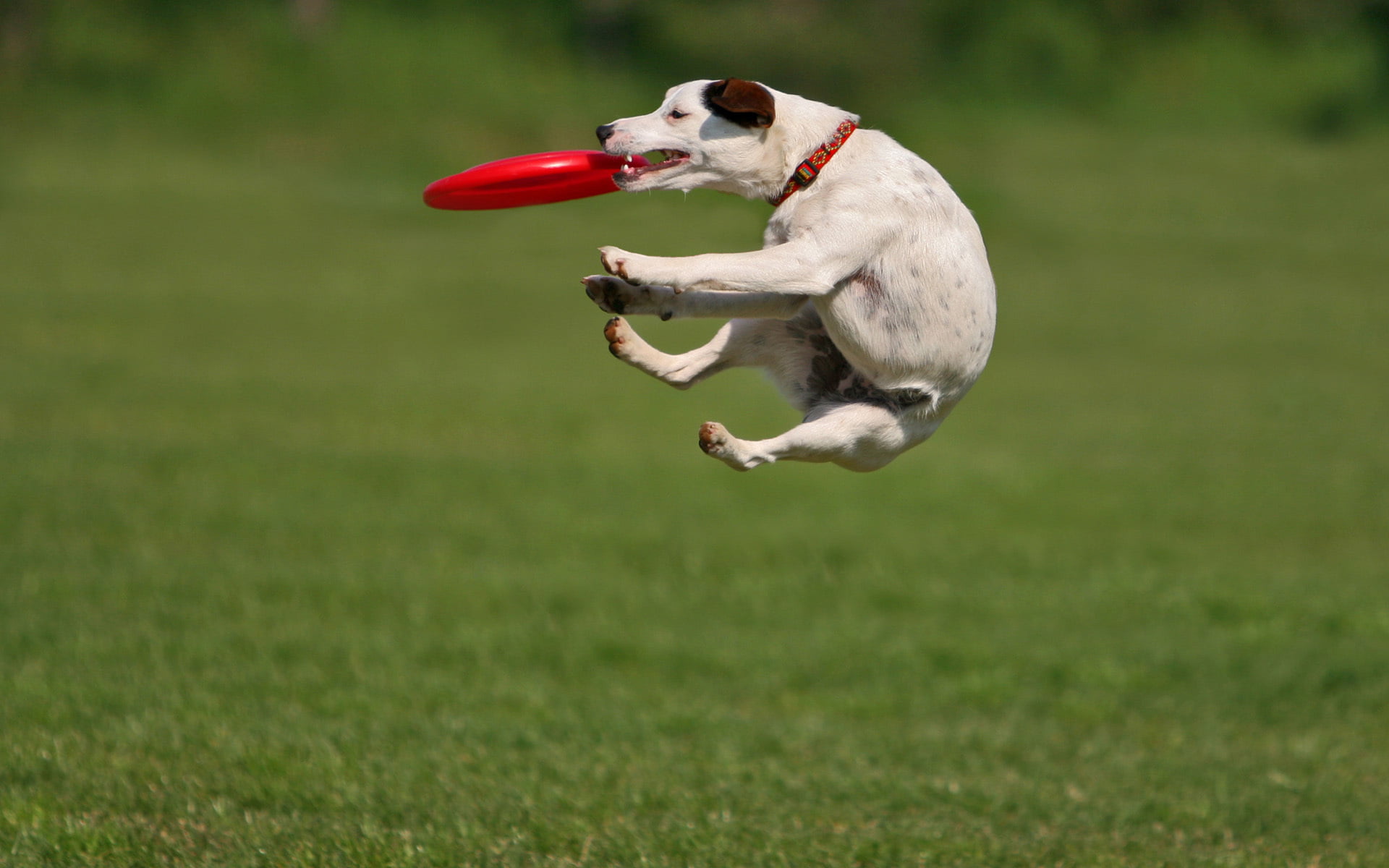 russell, animal themes, outdoors, purebred Dog, red, JUMP, MEADOW, jumping, sport, fun, summer, canine, GLADE, cute, pets, The GAME, jack, weimaraner, vertebrate, HD Wallpaper