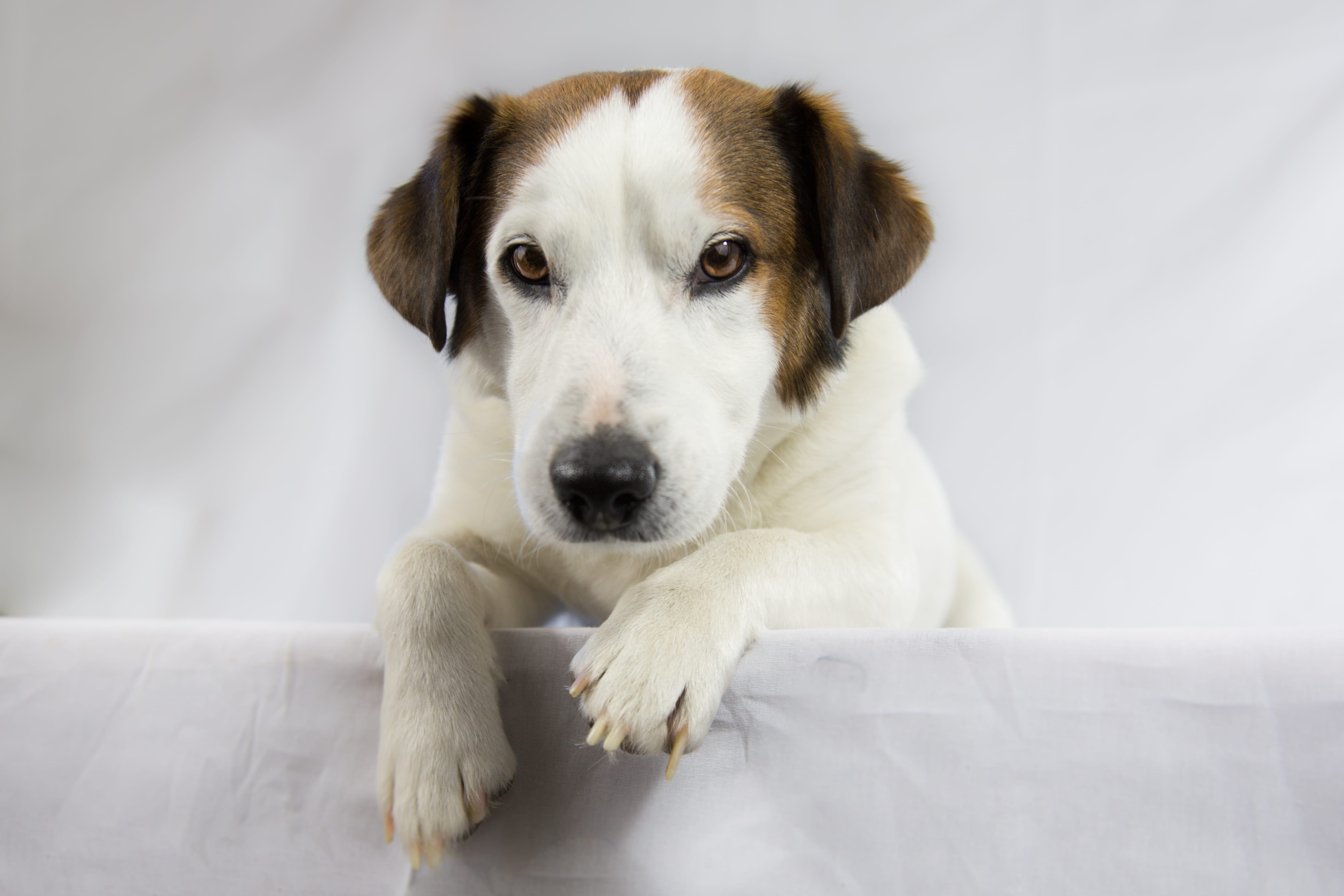 vertebrate, portrait, adult, mammal, looking, cute, fur, young animal, indoors, jack russell, purebred, jack, relaxation, domestic, animal, young, dog, HD Wallpaper