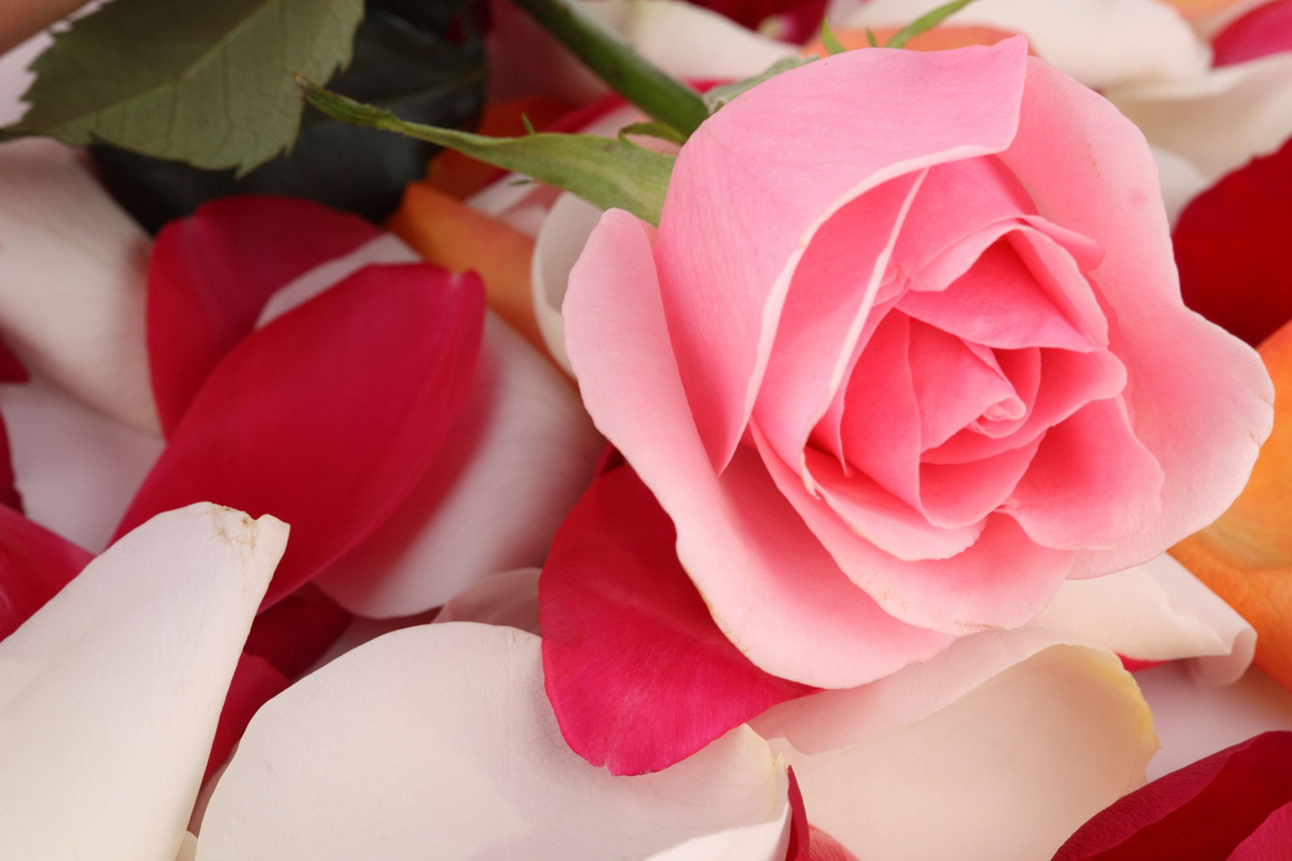 flower, 3d and abstract, rose, bed, petal, pink, nature, 2K, HD Wallpaper