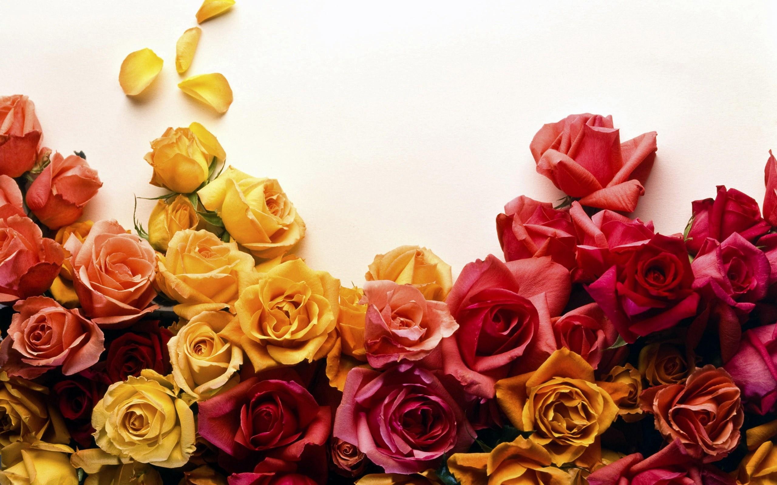 nature, 3d and abstract, beautiful, rose, flowers, 2K, colors, HD Wallpaper