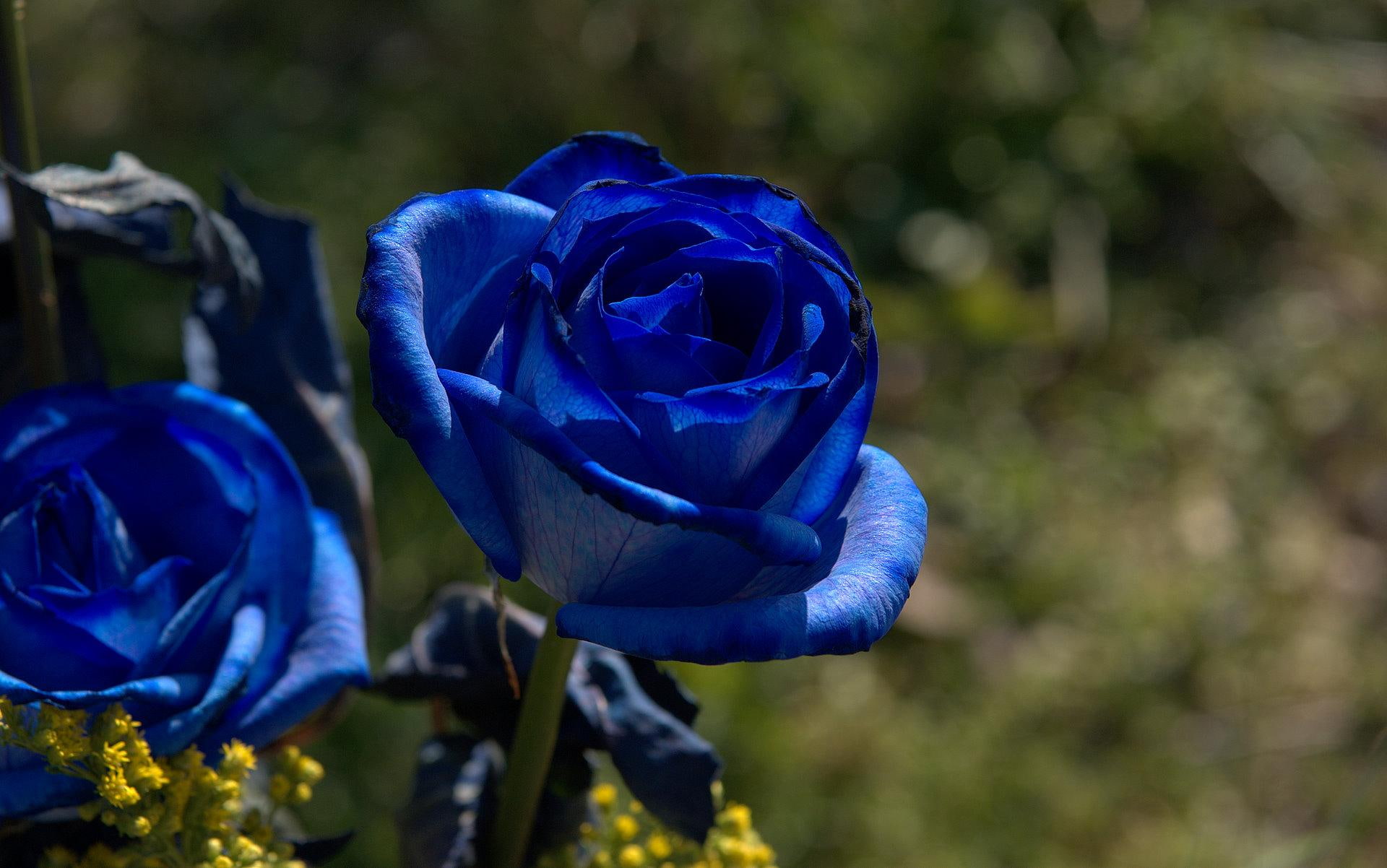 3d and abstract, nature, blue, flower, 1080P, garden, roses, two, beautiful, HD Wallpaper