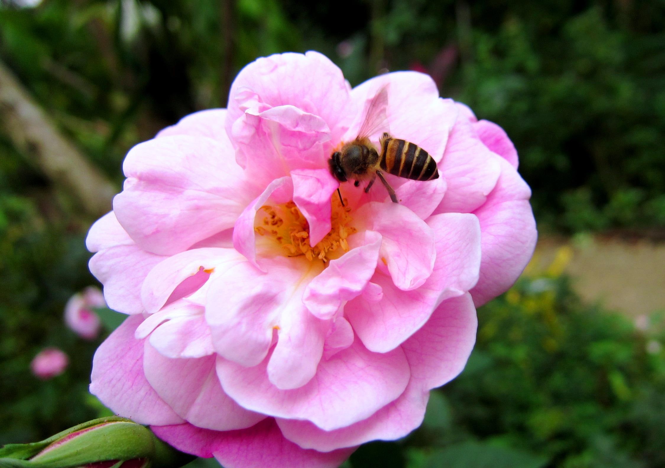 pretty, pink, 1080P, bee, 3d and abstract, rose, HD Wallpaper