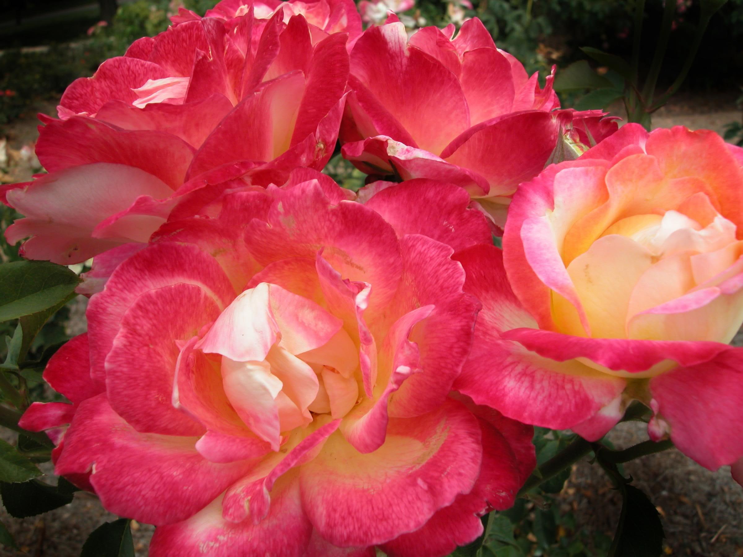 1080P, 3d and abstract, roses, creme, pink, flowers, HD Wallpaper