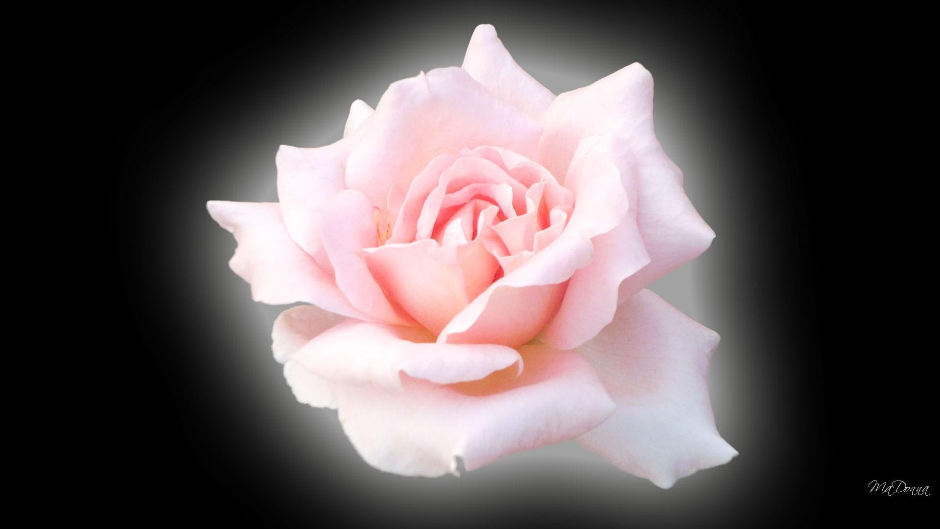 flower, shadow, 1080P, 3d and abstract, black, firefox persona, widescreen, glow, rose, pink, HD Wallpaper