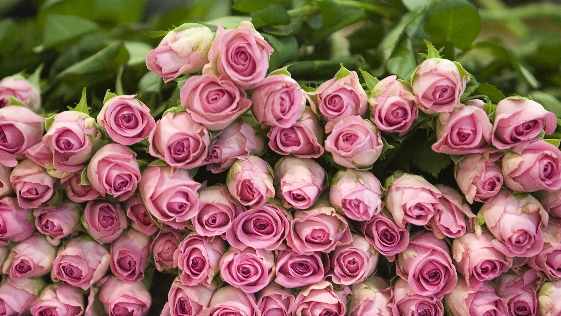 flower, rose, sweet, green, pink, switzerl, love, 3d and abstract, switzerland, 1080P, roses, HD Wallpaper