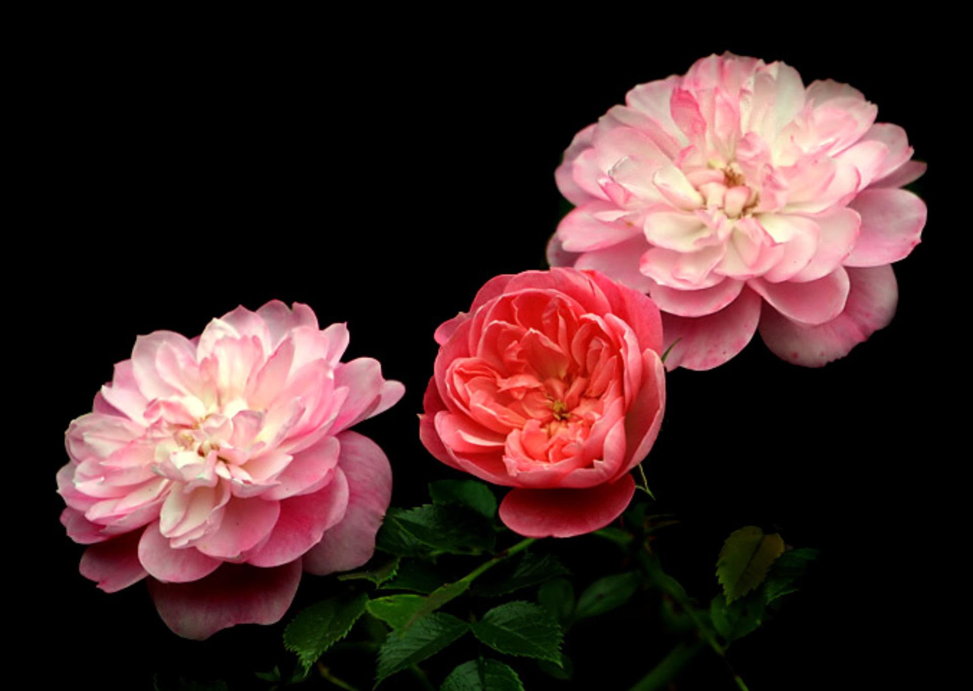 beautiful, pink roses, 3d and abstract, roses, black background, 1080P, green leaves, HD Wallpaper