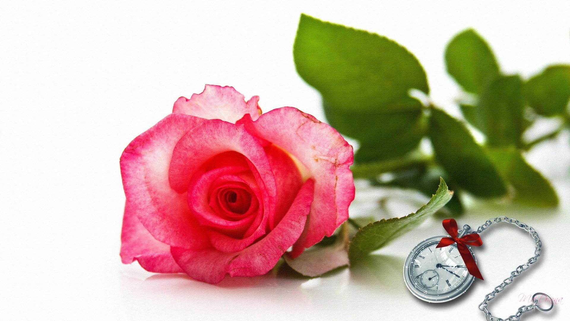 pink, clock, time, 3d and abstract, lovely, pocket, rose, red, watch, 1080P, HD Wallpaper