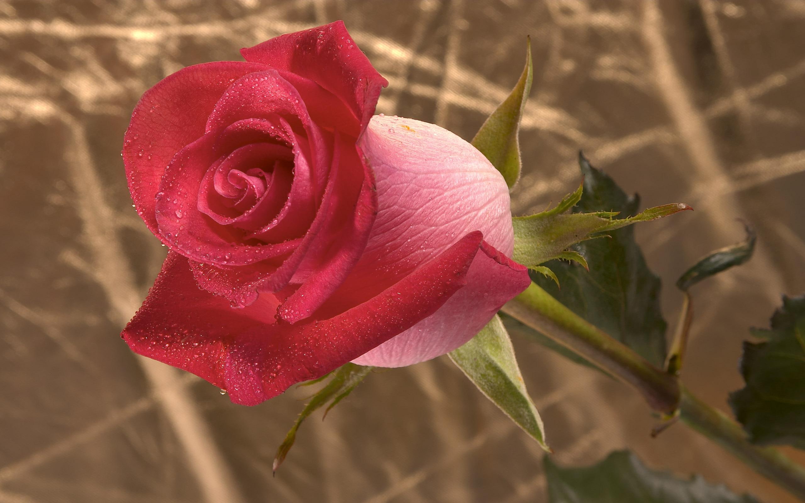 2K, 3d and abstract, onia, raindrops, alone, beautiful, gardenrose, rose, friend, HD Wallpaper