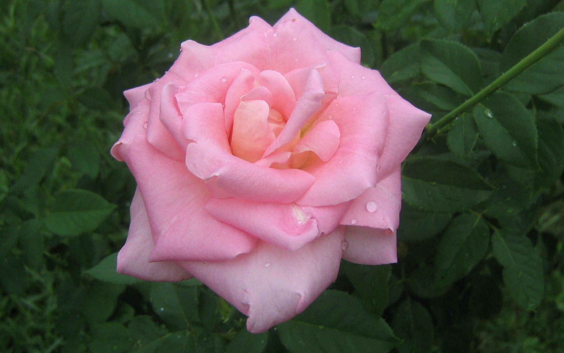 rose, pink, 3d and abstract, nature, big, 1080P, HD Wallpaper