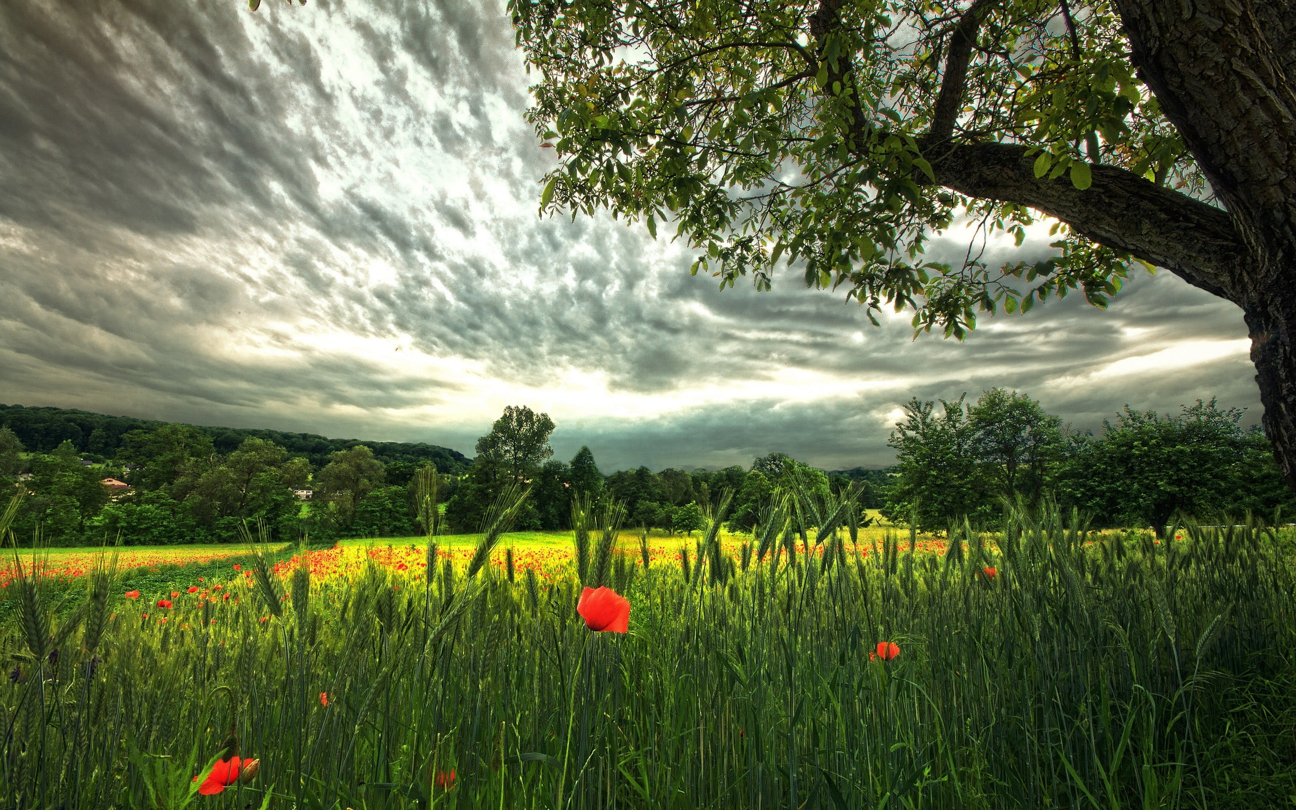 environment, yellow, red flowers, green color, springtime, 2K, Germany, flowerbed, field, fragility, plant, cloud - sky, nature, house, freshness, concrete, HD Wallpaper