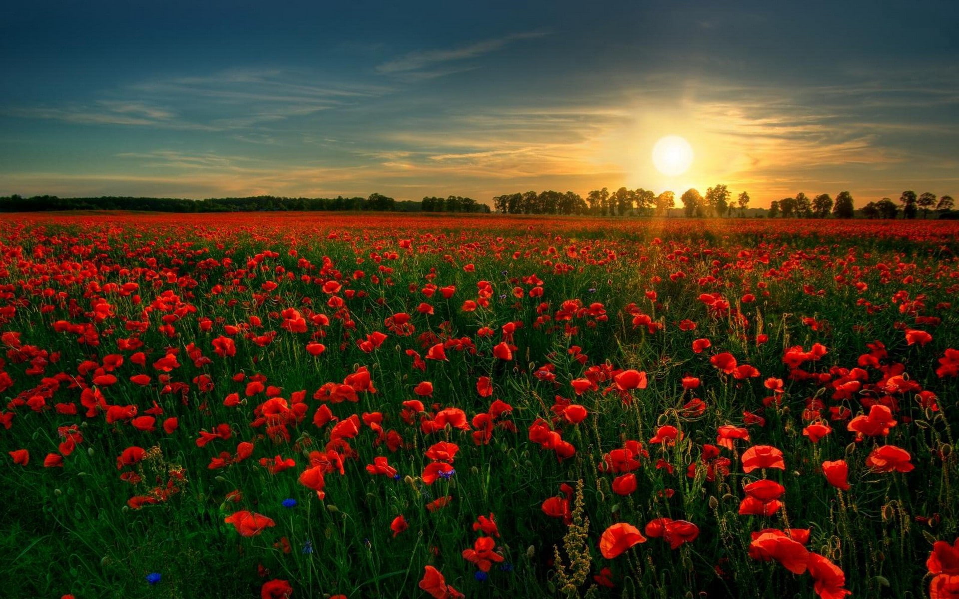 sunlight, poppies, nature, flowers, 1080P, landscape, plants, sky, field, Sun, HD Wallpaper