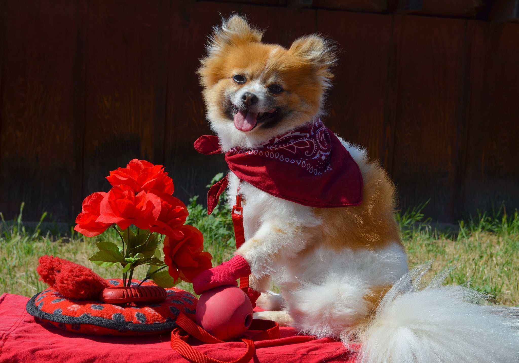 fun, animal, animal themes, chihuahua - Dog, cheerful, love, pet clothing, flowers, beauty, happiness, mouth open, portrait, celebration, small, looking away, HD Wallpaper