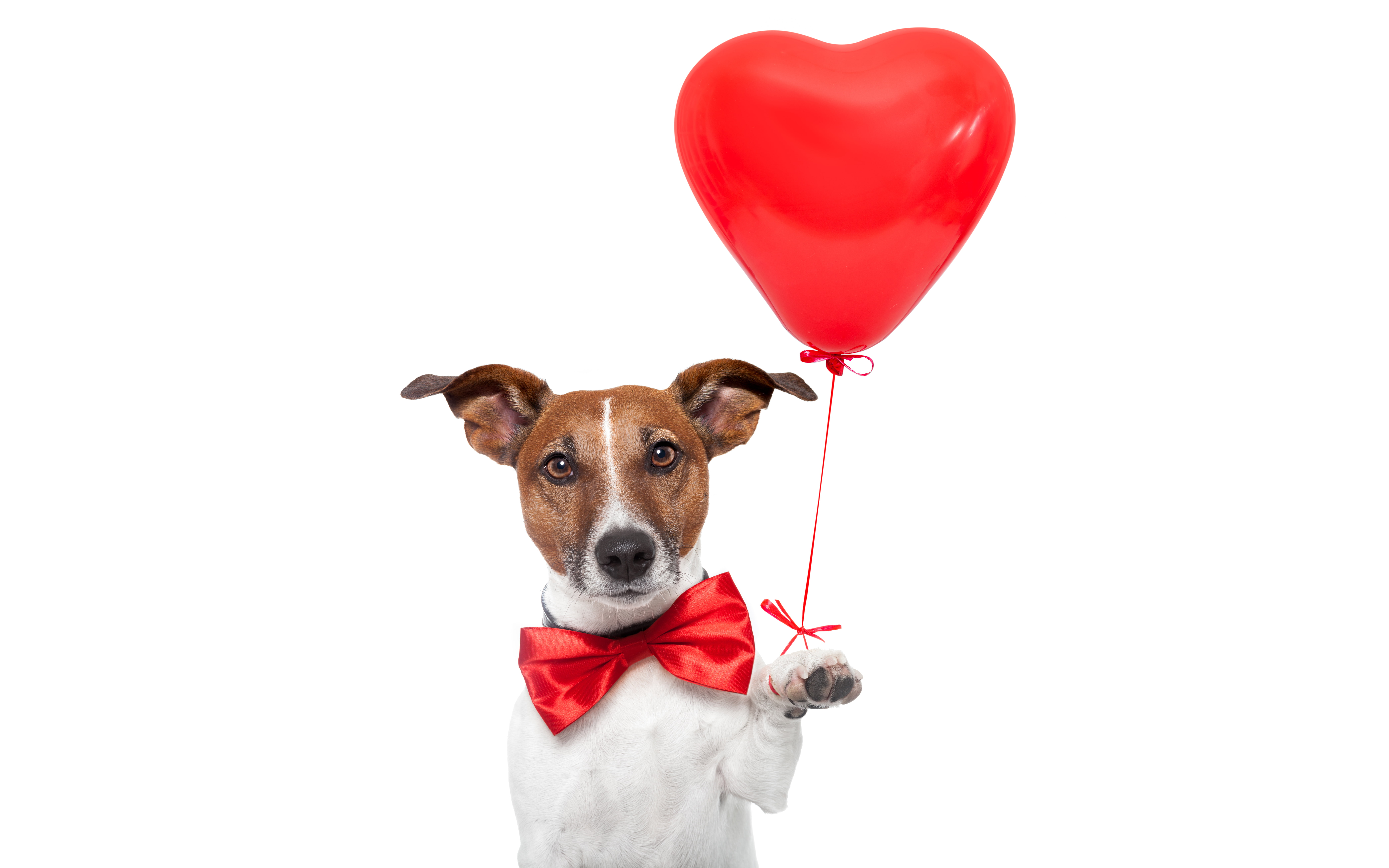 bow, love, portrait, heart shape, coated, one animal, butterfly, a balloon, animal themes, canine, animal, domestic animals, emotion, balloon, white background, HD Wallpaper