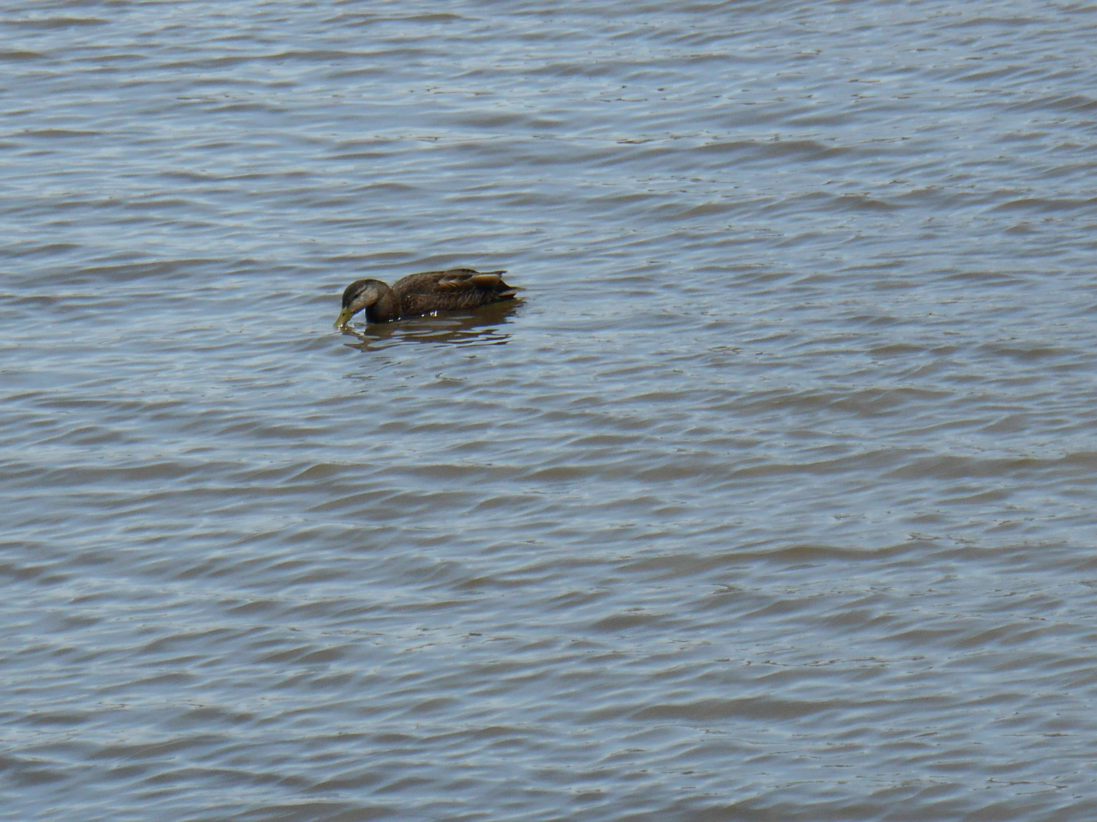 mammal, femelle, waterfront, bird, animal, marine, one animal, vertebrate, animal body part, floating on water, 4K, lake, outdoors, swimming, animal head, HD Wallpaper