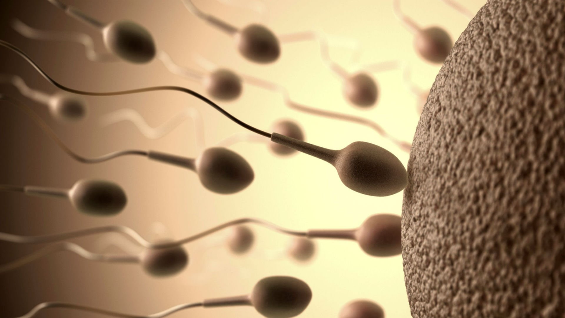 Mating, abstract, Cell, Swimming, man, Male, Swim, abstraction, men, Sexual, life, bokeh, egg, 1sperm, Medical, sperm, 1080P, eggs, psychedelic, Sex, vector, HD Wallpaper