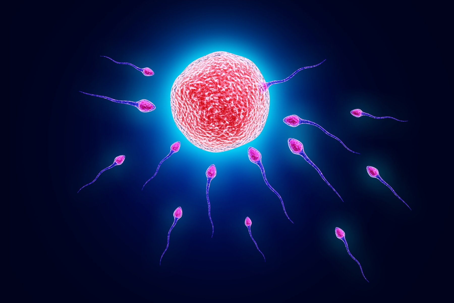 blue, sperm, Cell, illuminated, men, vector, egg, human body part, bokeh, body part, Mating, red, mid-air, human hand, 720P, Swimming, abstract, studio shot, HD Wallpaper