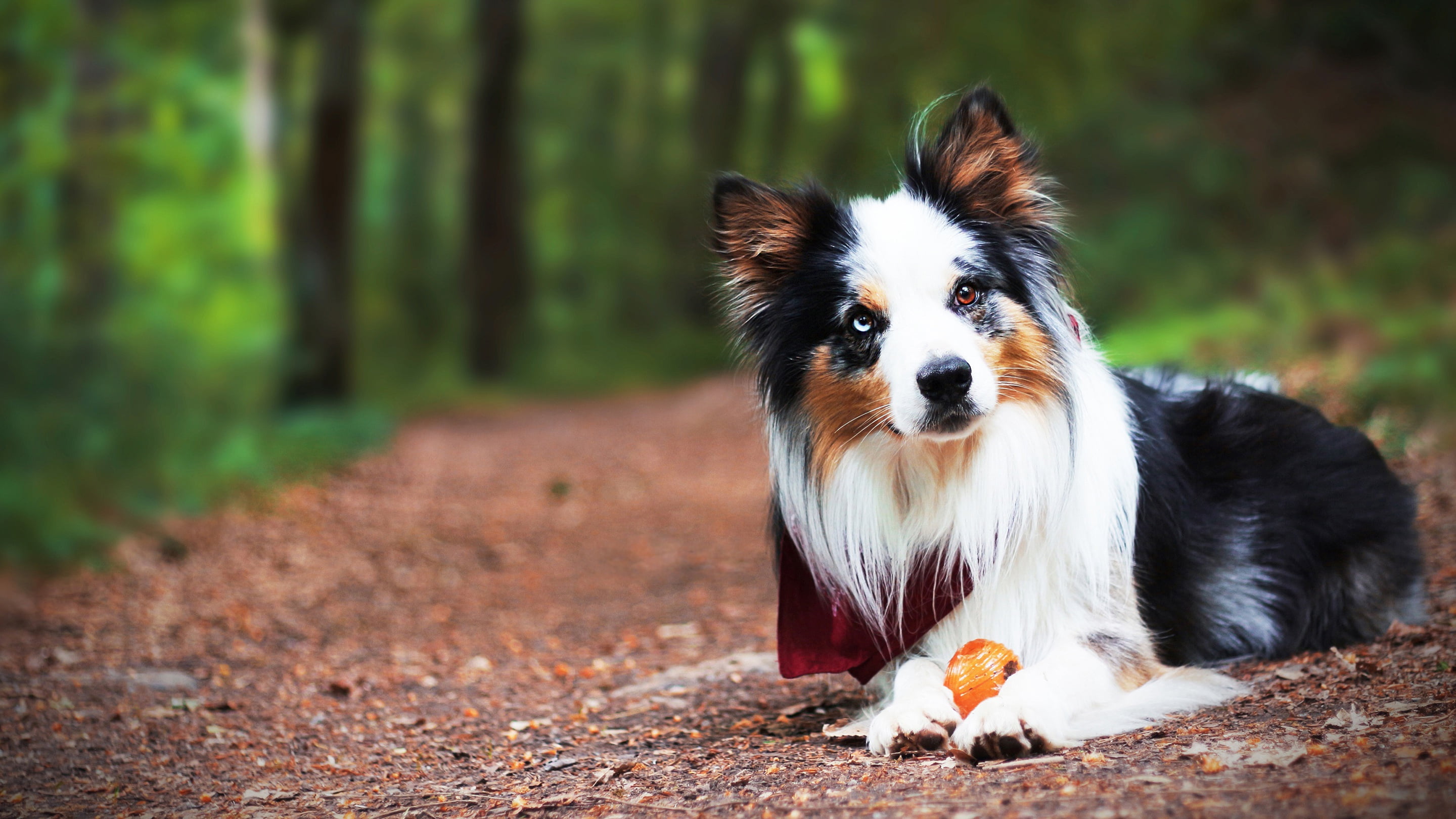 portrait, dog, odd-eyed, puppy, toy, shawl, look, forest, the border collie, the game, face, lies, 2K, HD Wallpaper
