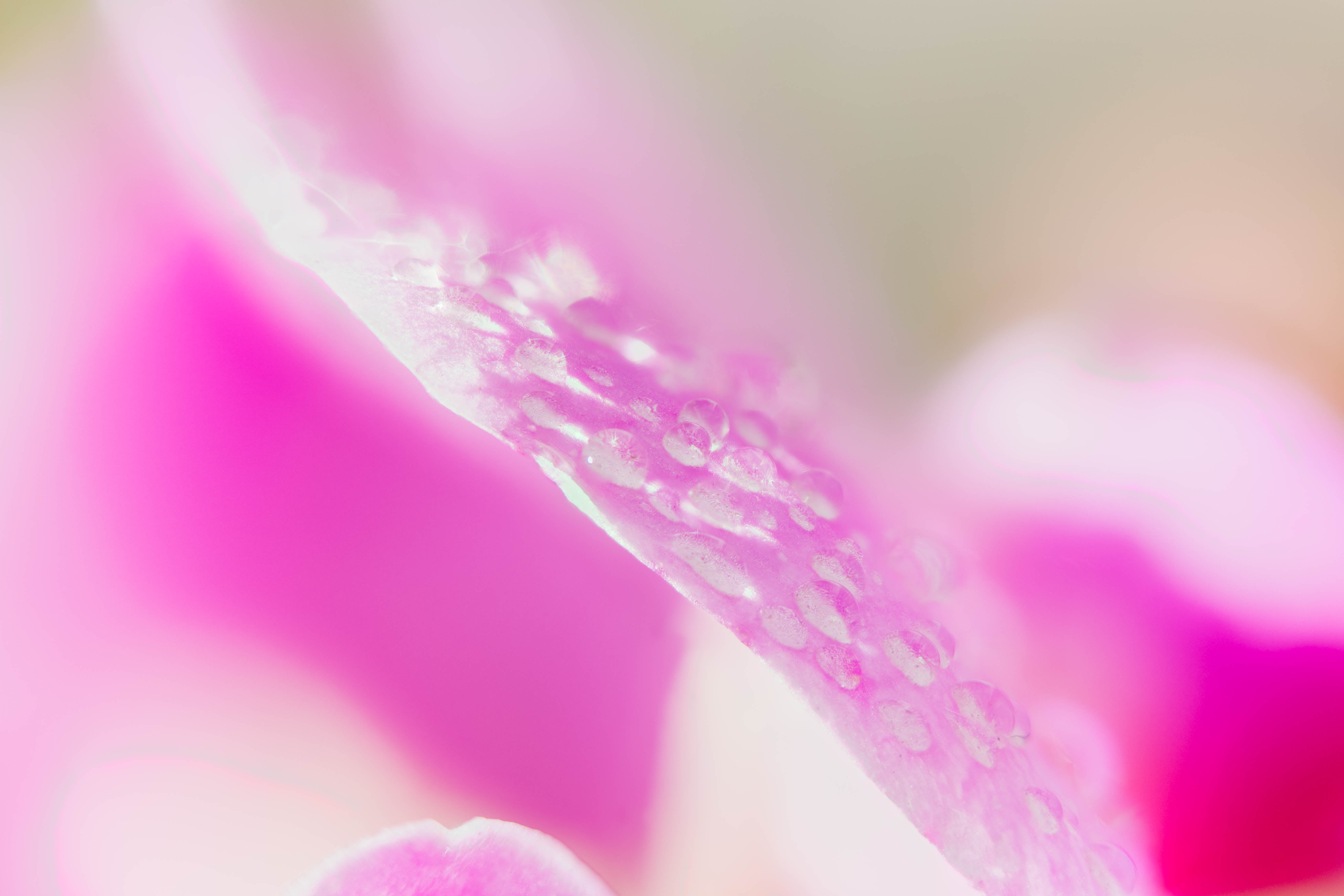 close-up, macro, orchids, closeup, Colorado, drops, flower, petal, Zerene, pink Color, Orchid, floral, nature, Denver Botanic Gardens, Stacker, plant, backgrounds, HD Wallpaper