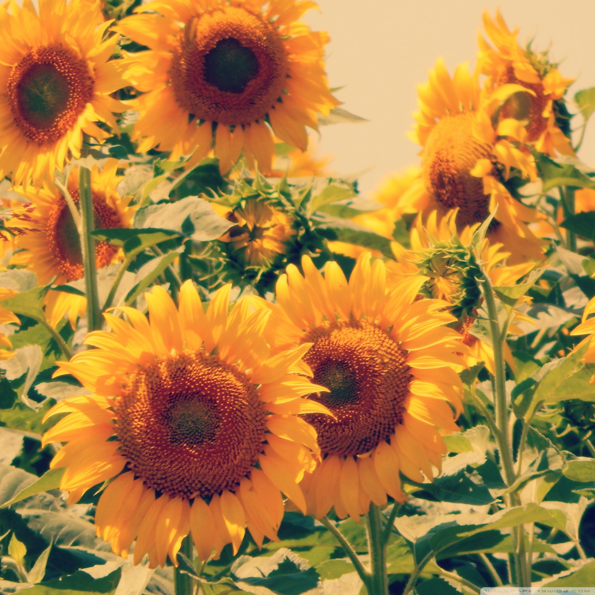 growth, vulnerability, plant, flower arrangement, flower head, nature, painting, flower, daisy, field, inflorescence, beauty in nature, close-up, 1080P, Phone HD Wallpaper