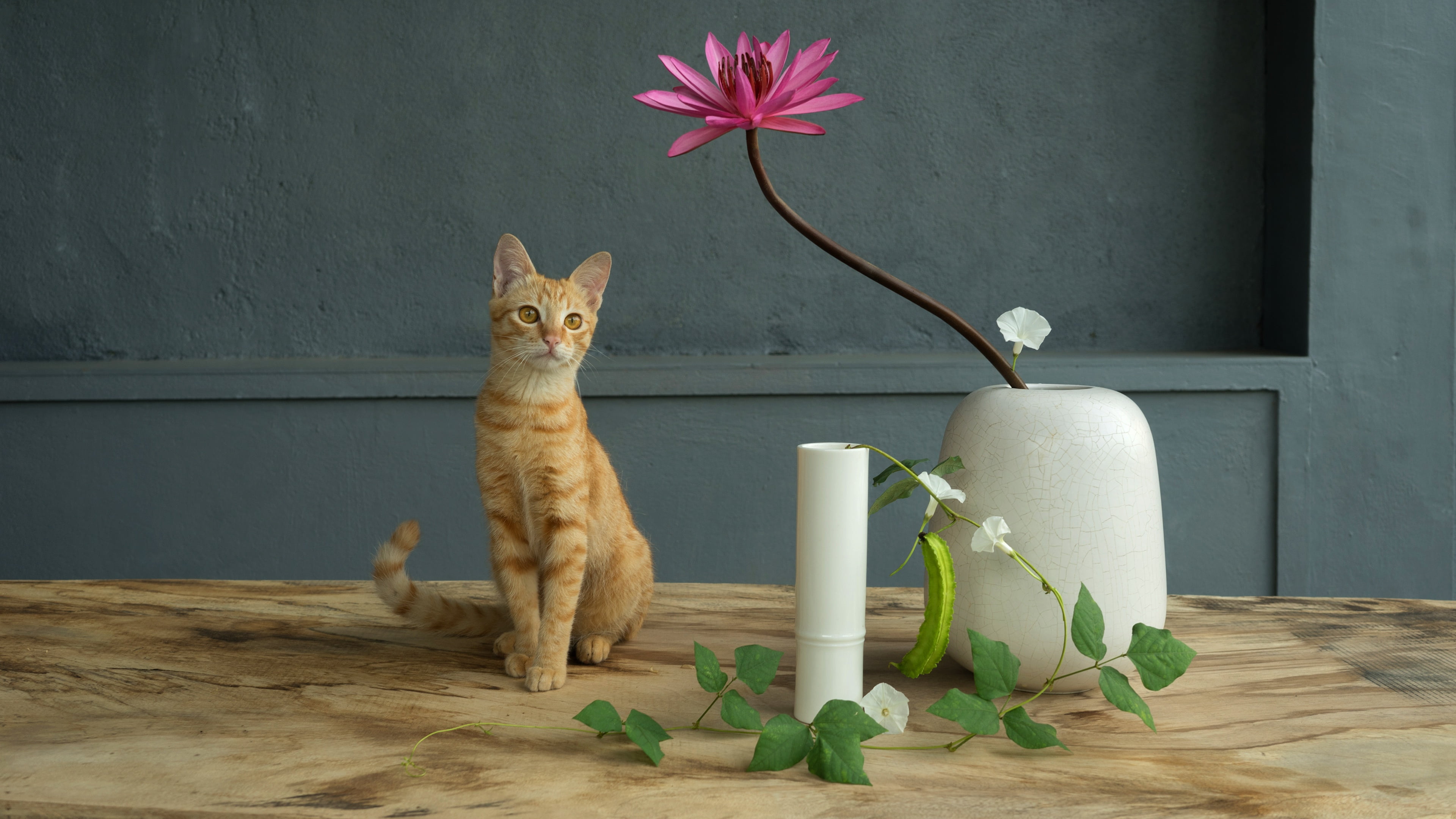 white, flower, red, Nymphaeum, wooden, wall, ceramic, 4K, pink, cat, table, composition, sitting, grey background, bindweed, flowers, vase, still life, HD Wallpaper