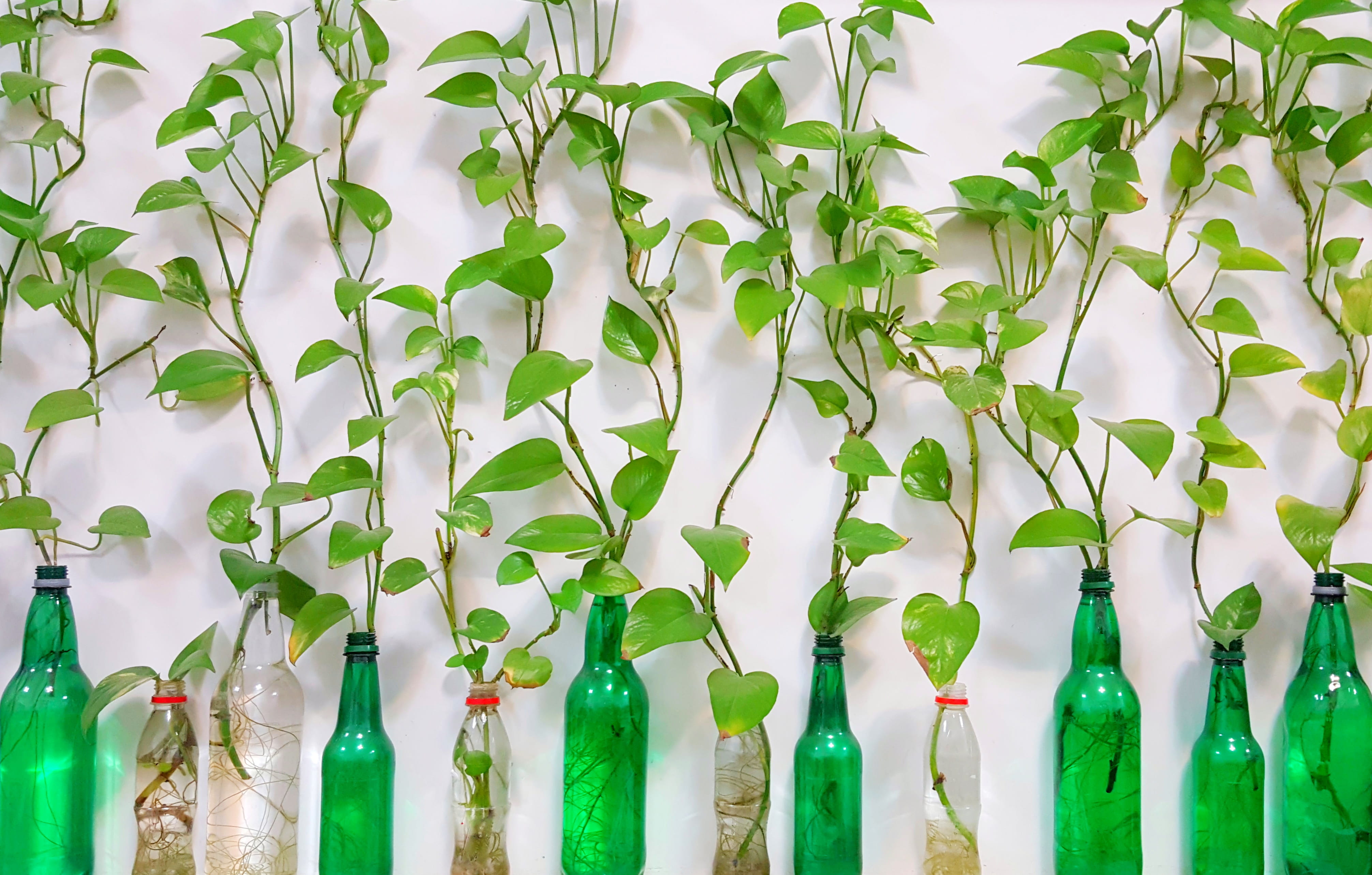 grass, green, plant, abundance, plants, flora, beverage, alcohol, large group of objects, vase, side by side, freshness, jar, jug, 4K, full frame, leafed, HD Wallpaper