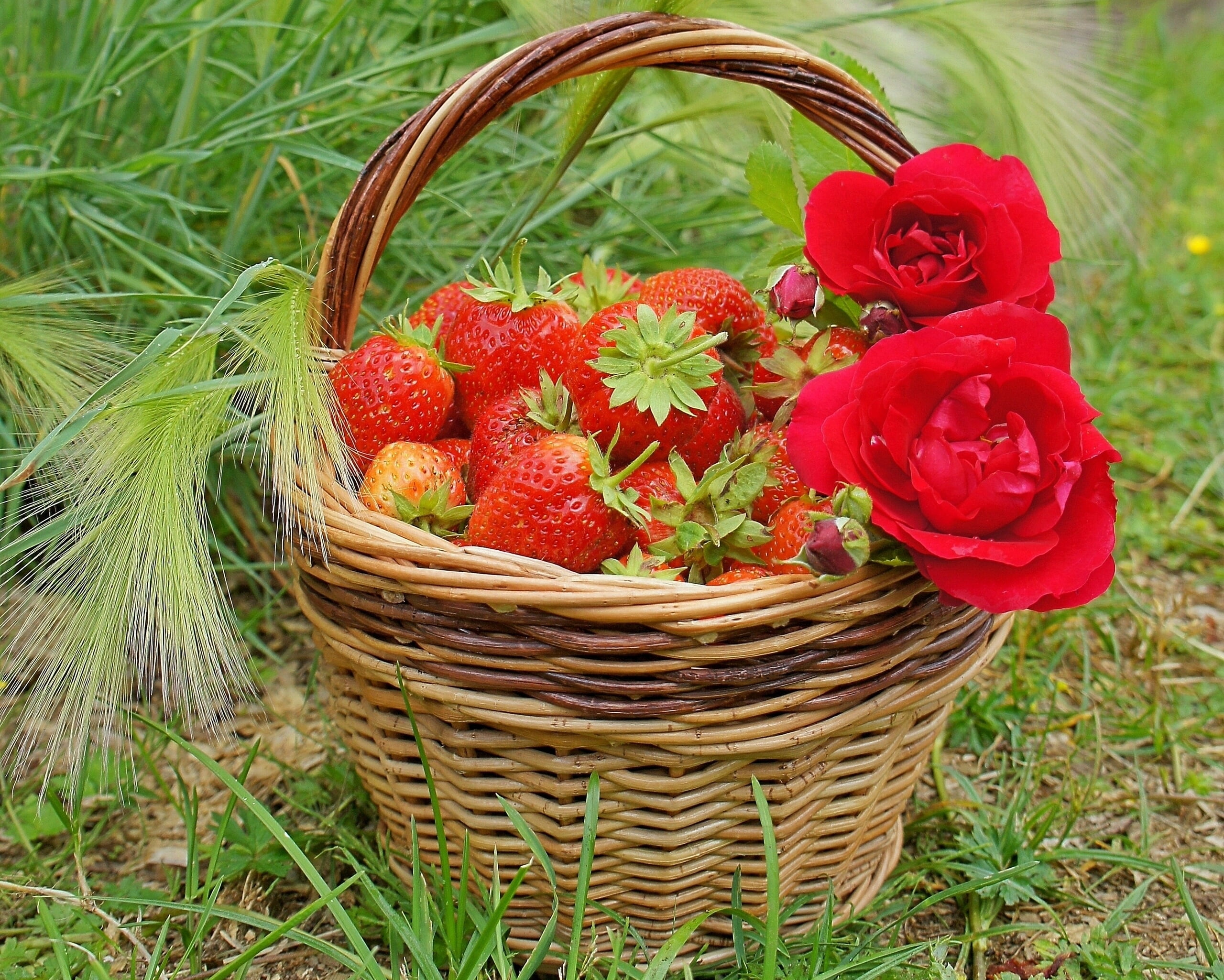 food, nature, flower, red, berries, outdoors, container, no people, flowering plant, season, field, beauty in nature, backgrounds, dessert, basket, rose, HD Wallpaper