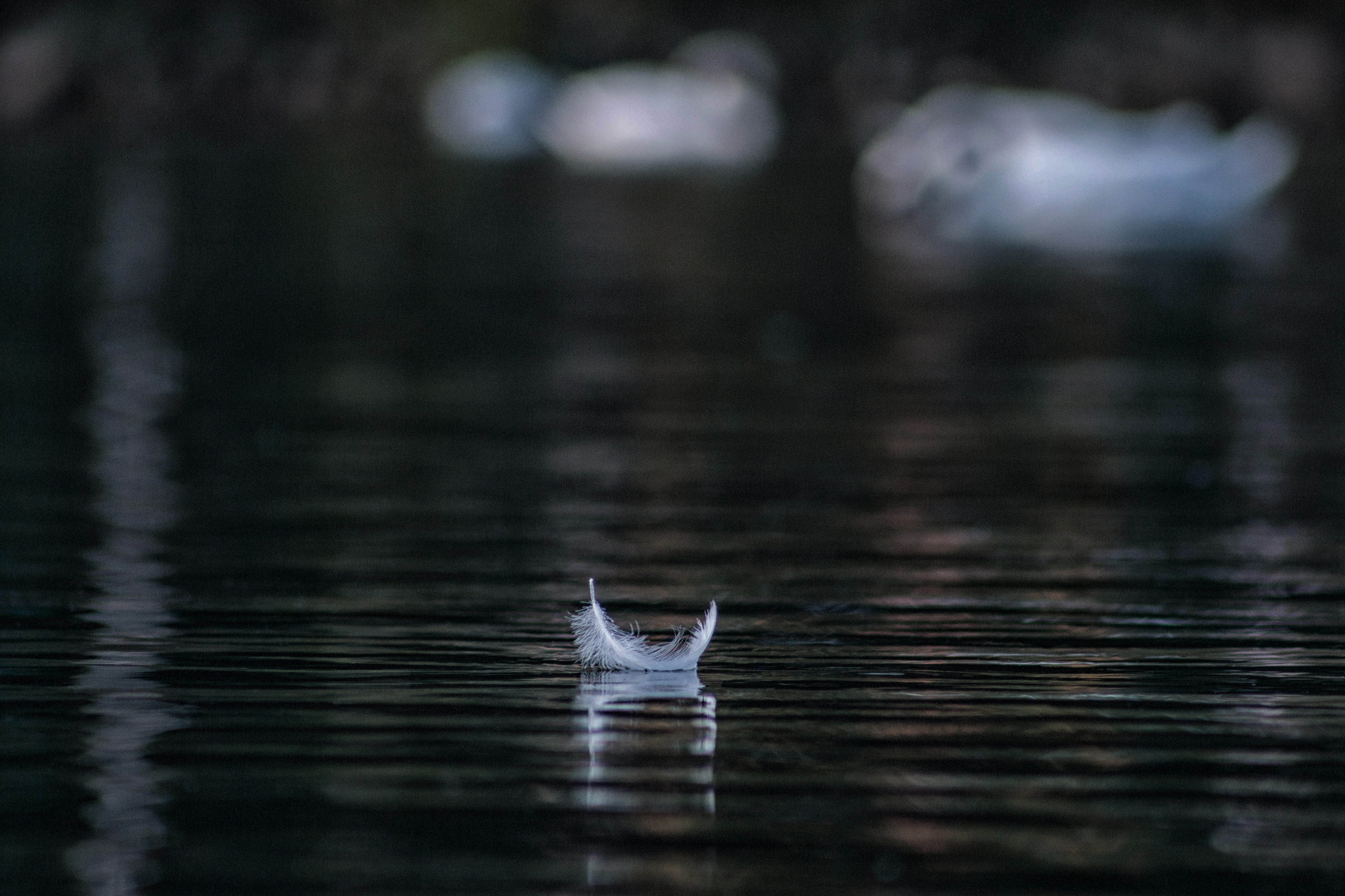 dark, closeup, feather, 4K, body, splashing, vertebrate, mammal, animal wildlife, floating, one animal, moody, animals in the wild, silent, white, nature, HD Wallpaper