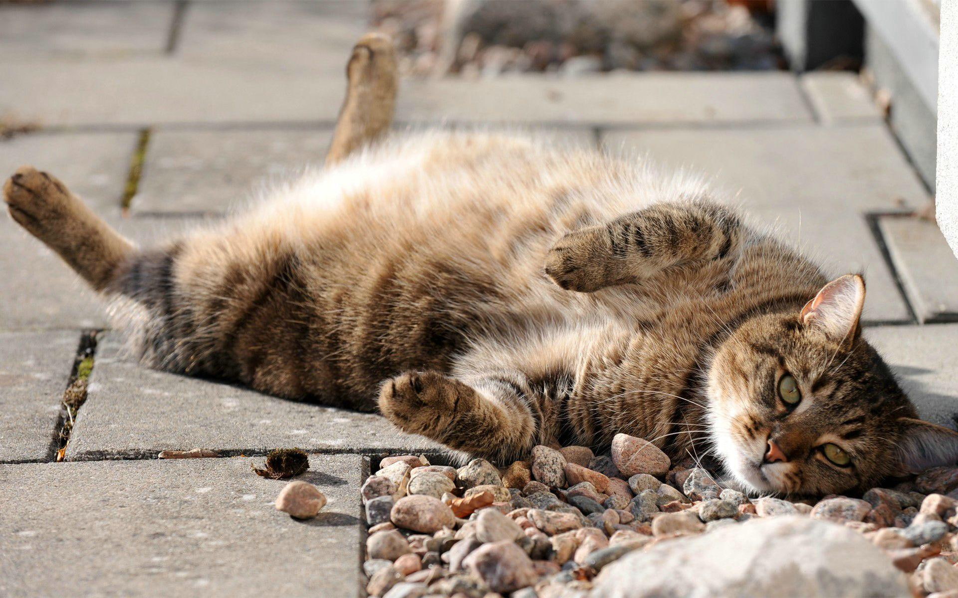 street, lazy, animals, 1080P, animal, cat, HD Wallpaper