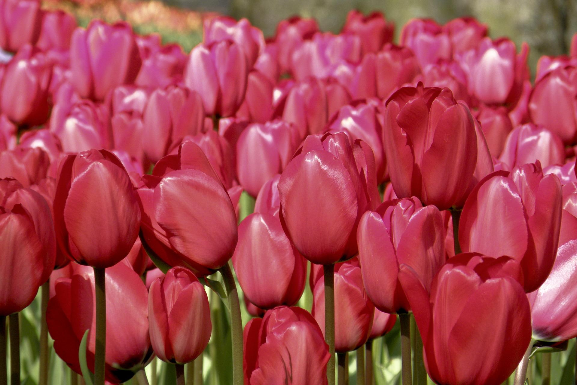 tulips, red, field, cherry, nature and landscapes, and lots of them, pretty, 1080P, HD Wallpaper