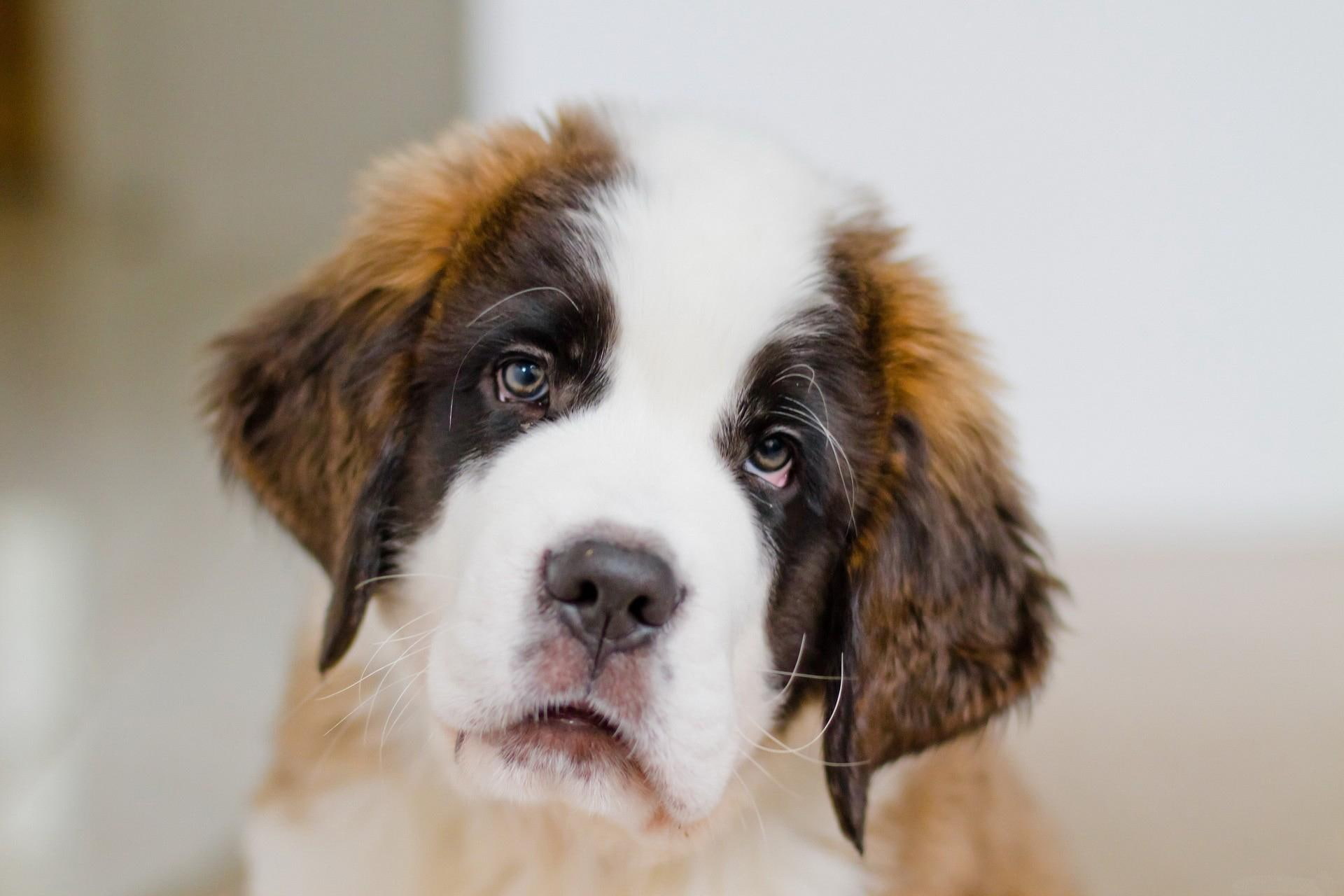 sad, bernard, 1080P, white, nice, cool, dog, animals, st, brown, HD Wallpaper