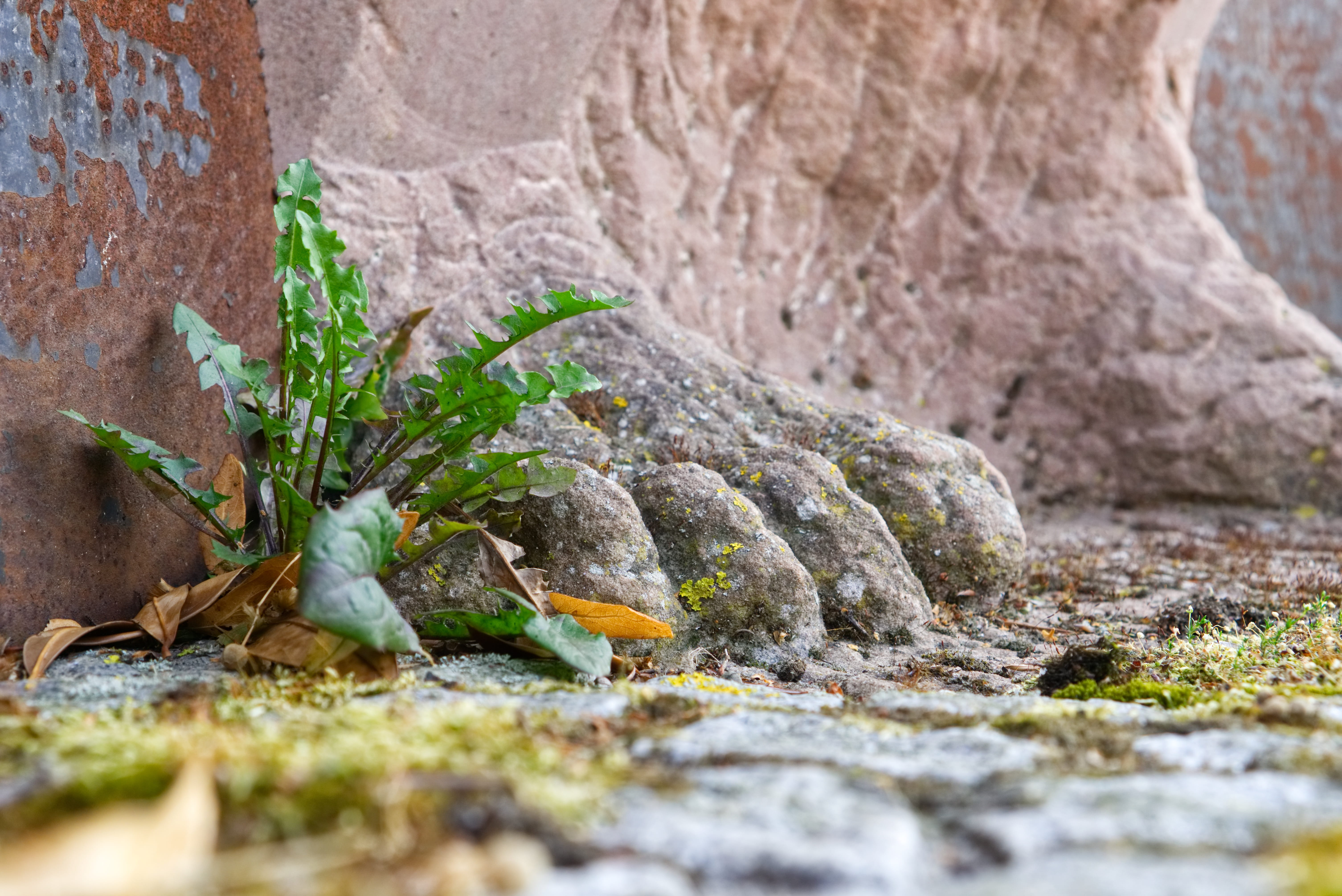 statue, sculpture, no people, faith, foot care, pedicure, religion, cemetery, nature, animal, artwork, animal themes, one animal, stone figure, day, animal wildlife, HD Wallpaper
