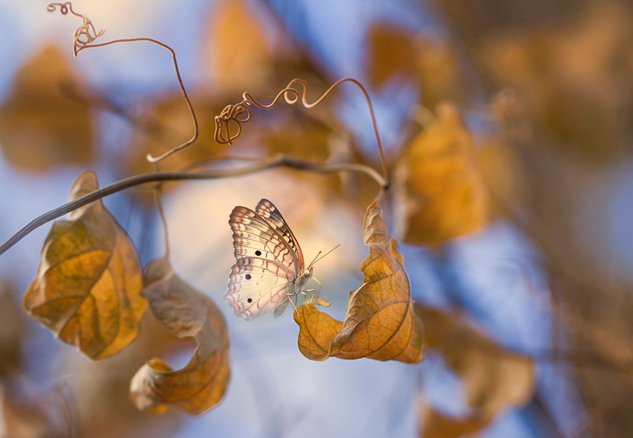 autumn, macro, leaves, Eleonora Di Primo, branches, 1080P, butterfly, HD Wallpaper