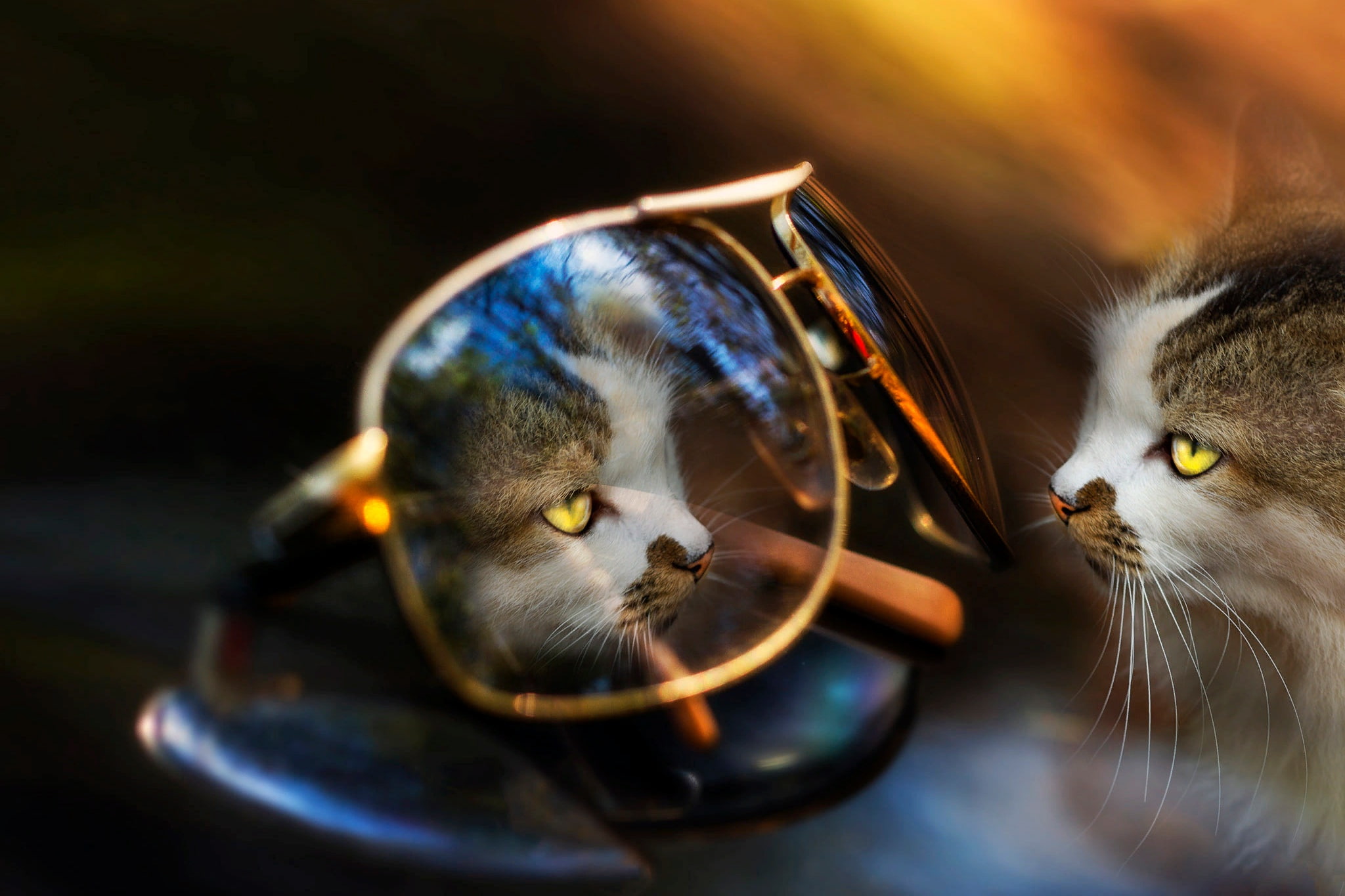 cat, glasses, animal, Eleonora Di Primo, reflection, 1080P, HD Wallpaper