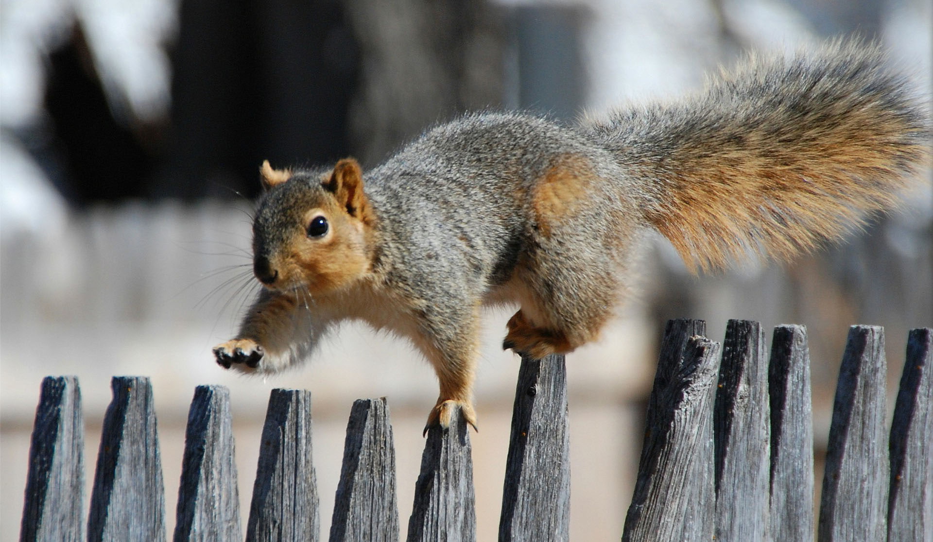 vertebrate, animal, fence, cool pictures, baby animals, whisker, mammal, cute animals, hair, one animal, pet photos, chipmunk, animal wildlife, close-up, HD Wallpaper