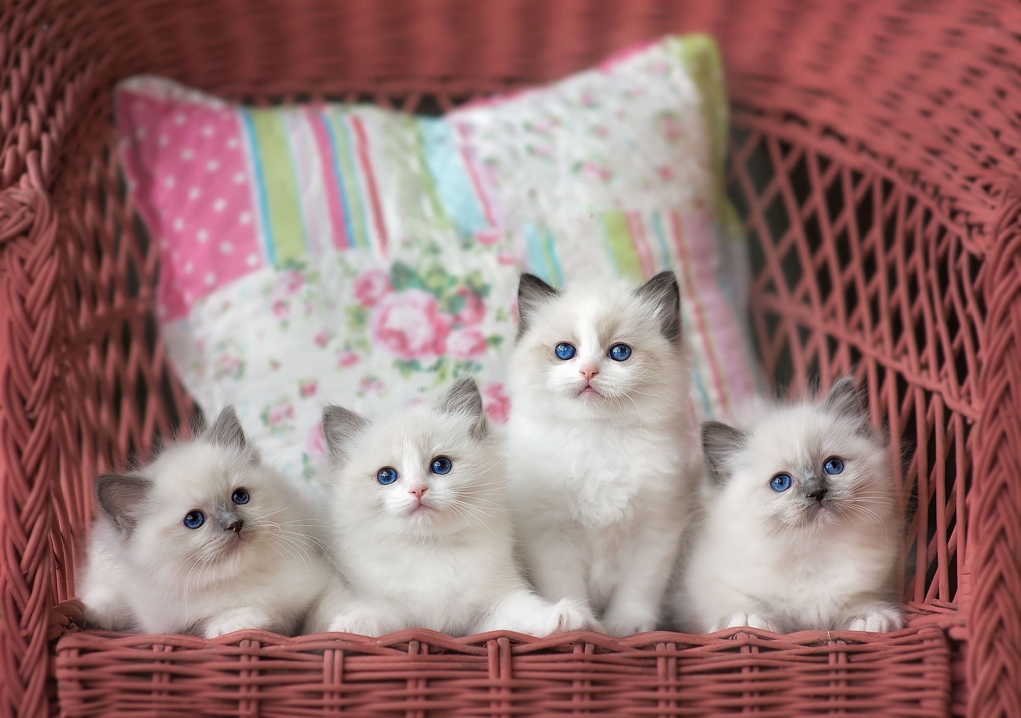 vertebrate, no people, two animals, looking at camera, whisker, young animal, mammal, feline, softness, container, indoors, 1080P, domestic, cute, four, HD Wallpaper