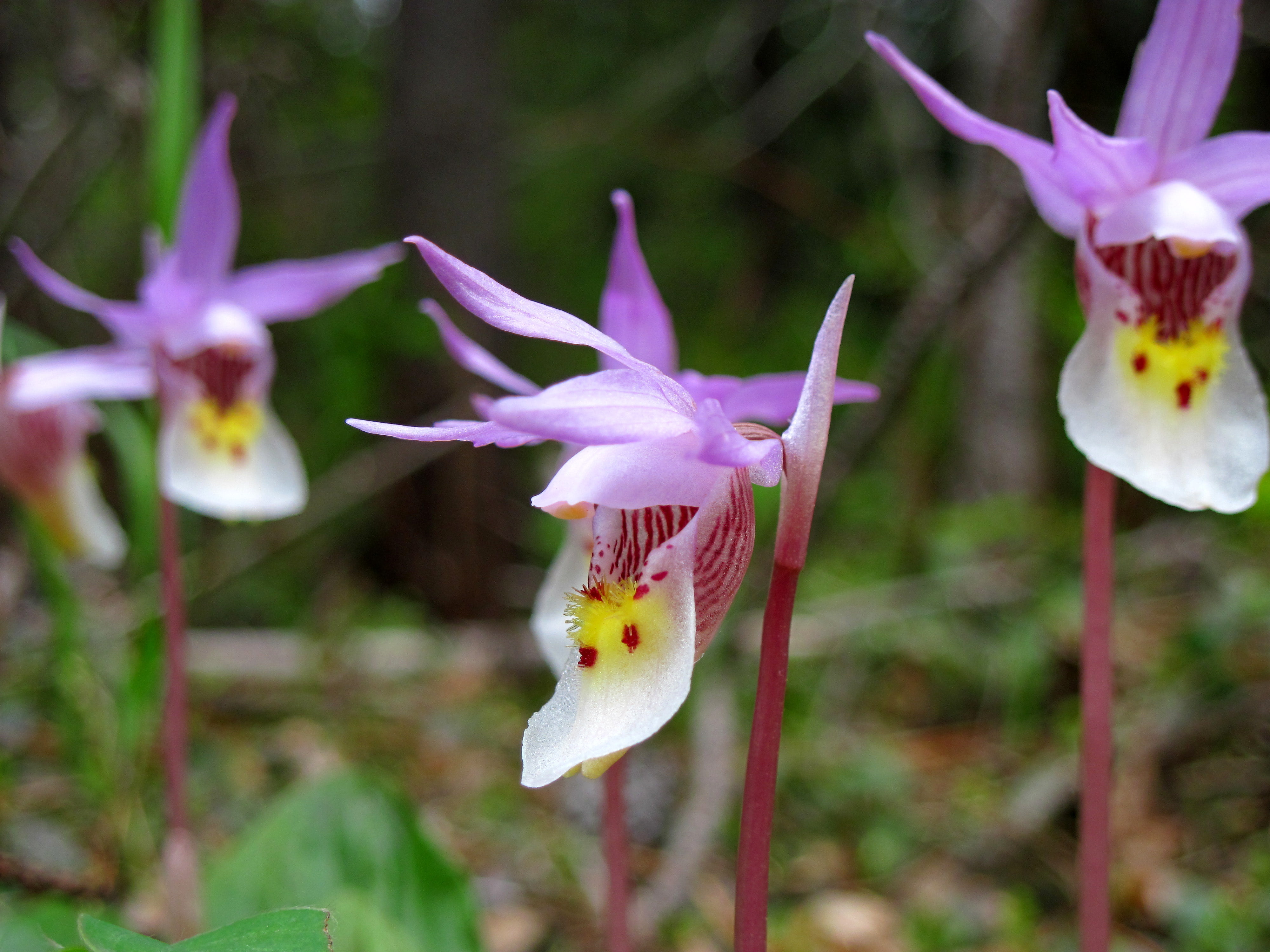 macro photography, Fairy slipper, slipper, purple, flower, petal, macro, flower Head, yellow, close-up, photography, pink Color, calypso, plant, Region 1, HD Wallpaper