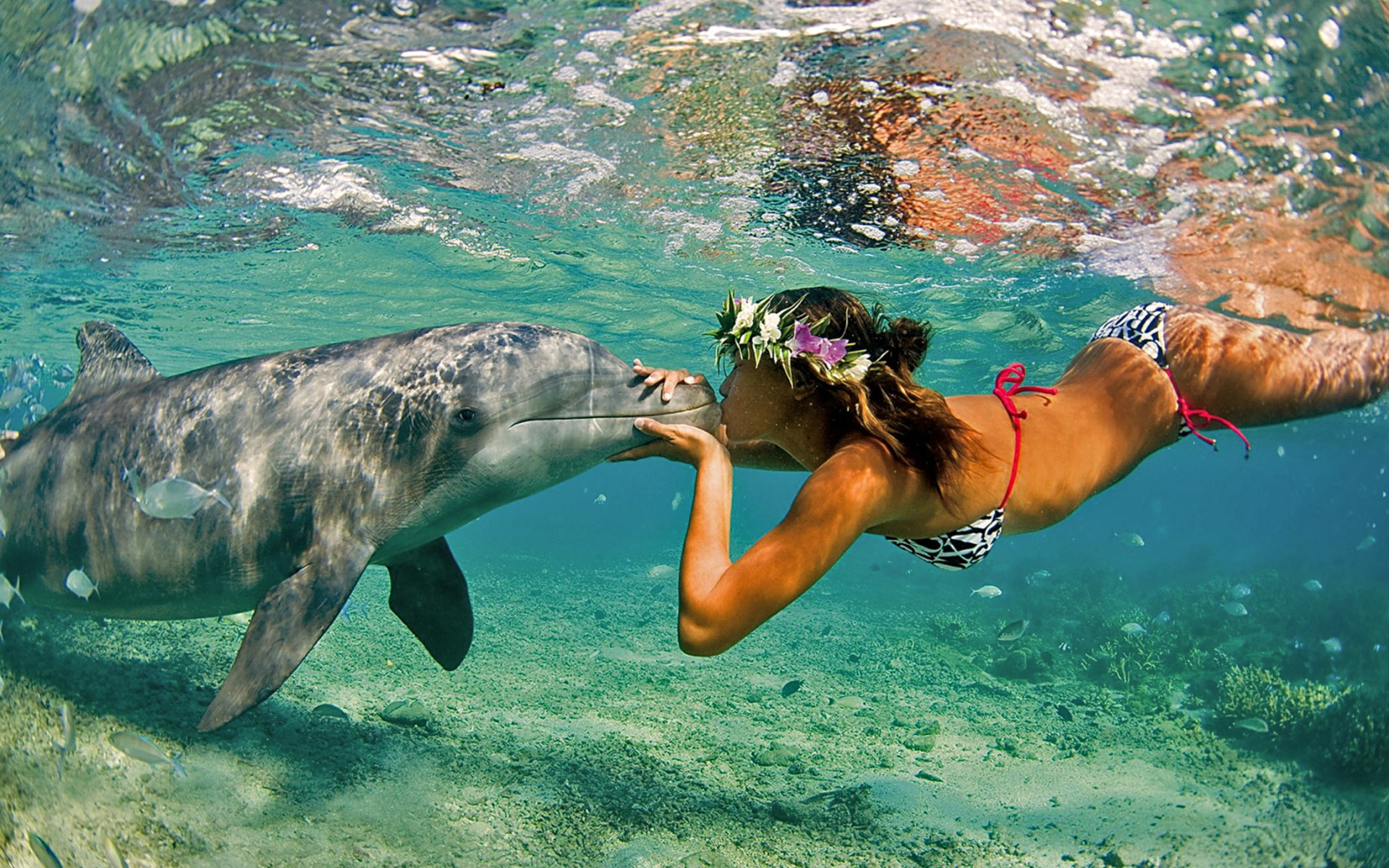 bikini, brunette, 1080P, dolphin, babes, photography, women, HD Wallpaper