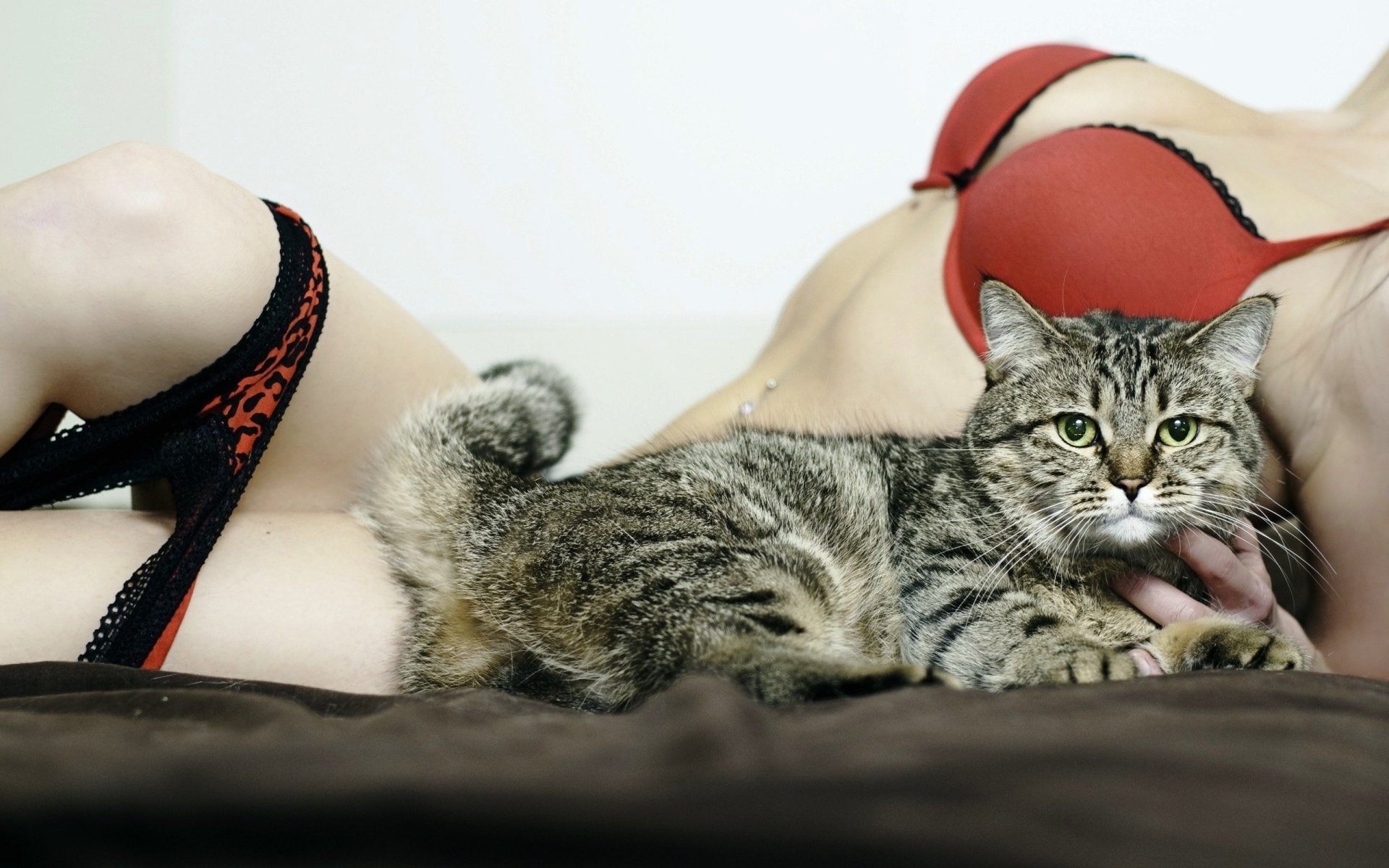 sensuality, girl, lingerie, women, 1080P, brassiere, cat, HD Wallpaper