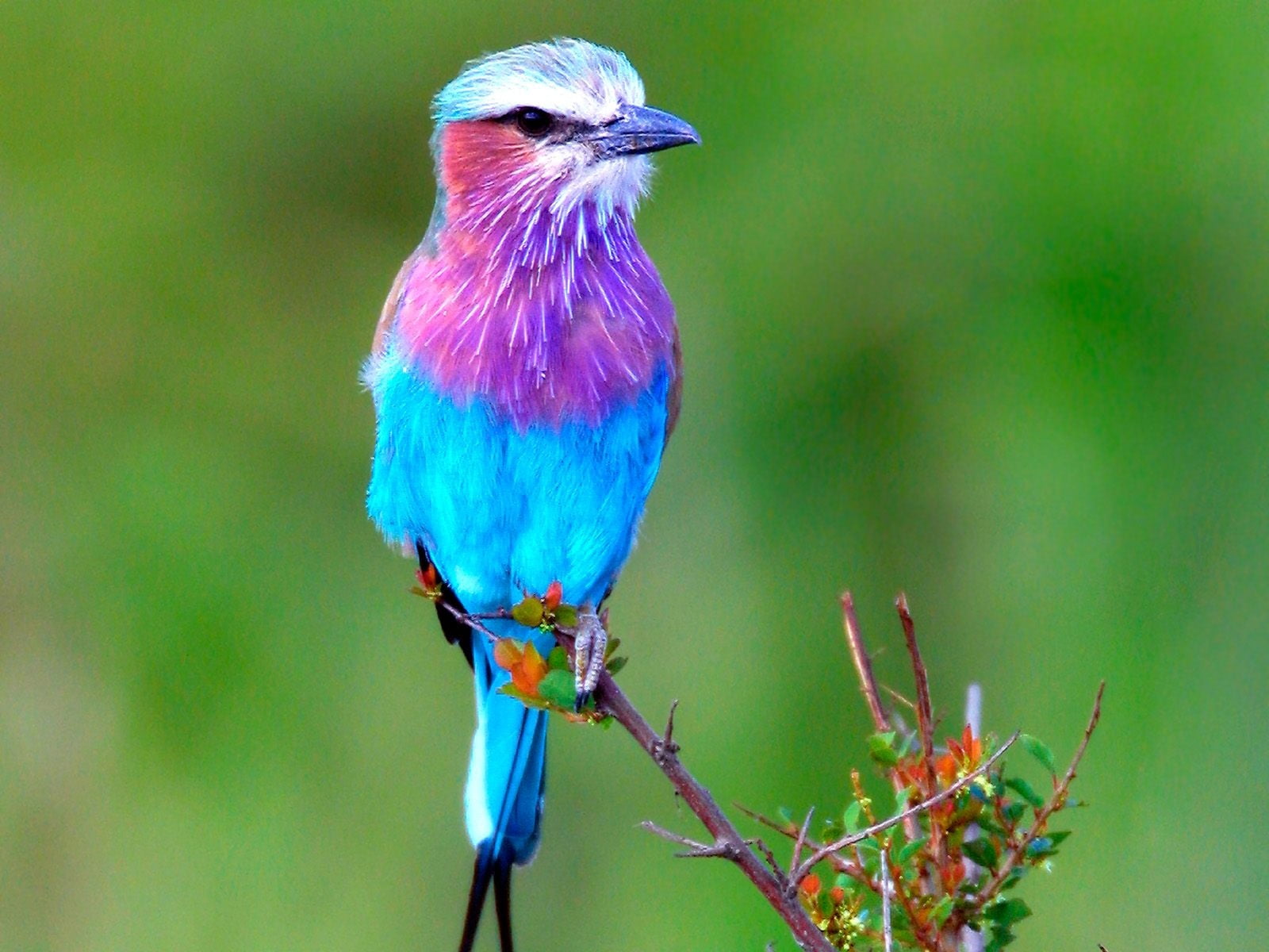 animal themes, no people, branch, one animal, animals in the wild, beauty in nature, lilac, Animals, animal, Birds, vertebrate, focus on foreground, nature, HD Wallpaper