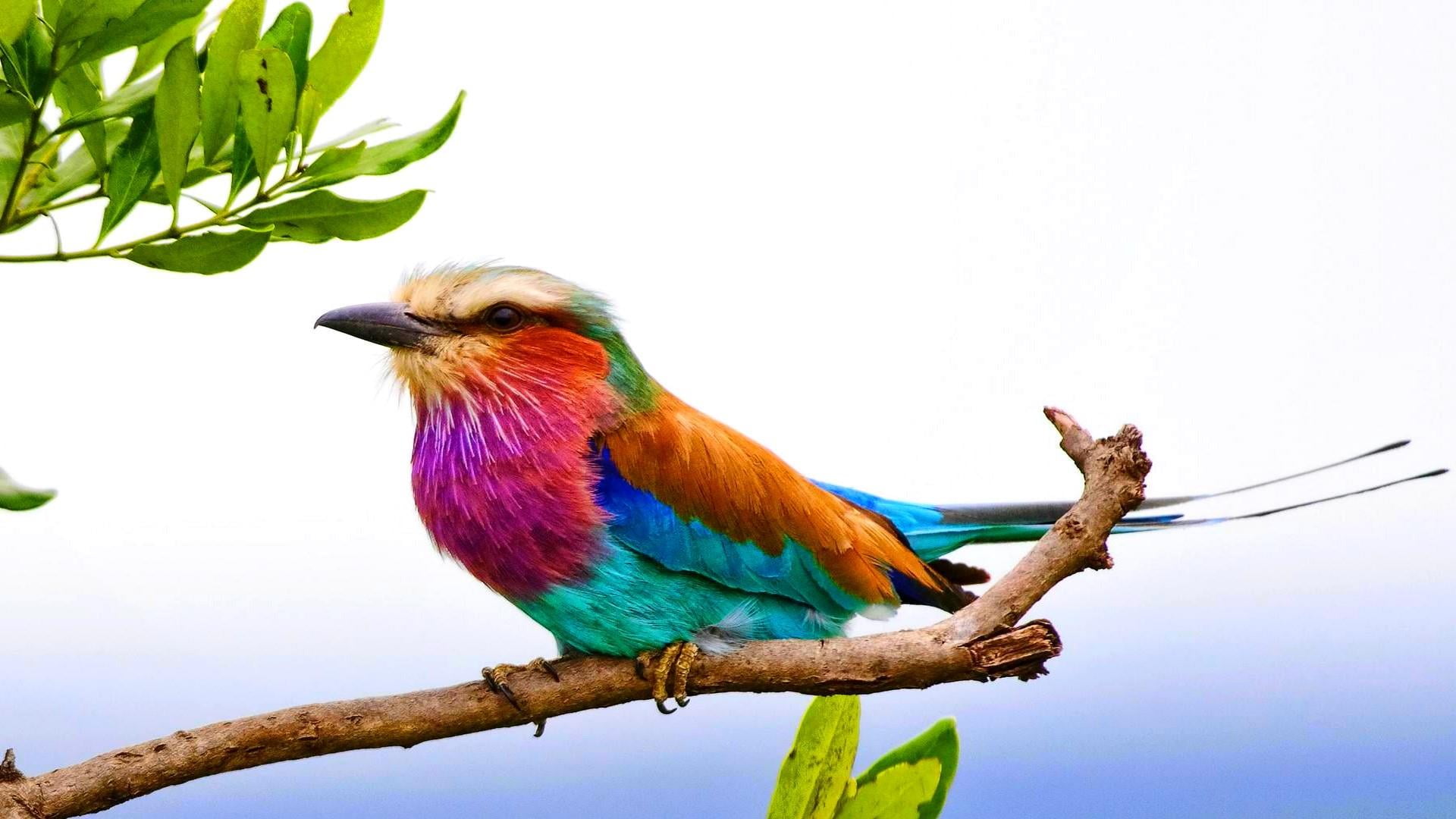 focus on foreground, animal, one animal, beauty in nature, multi colored, animal wildlife, no people, full length, perching, colorful, rainbow lorikeet, HD Wallpaper