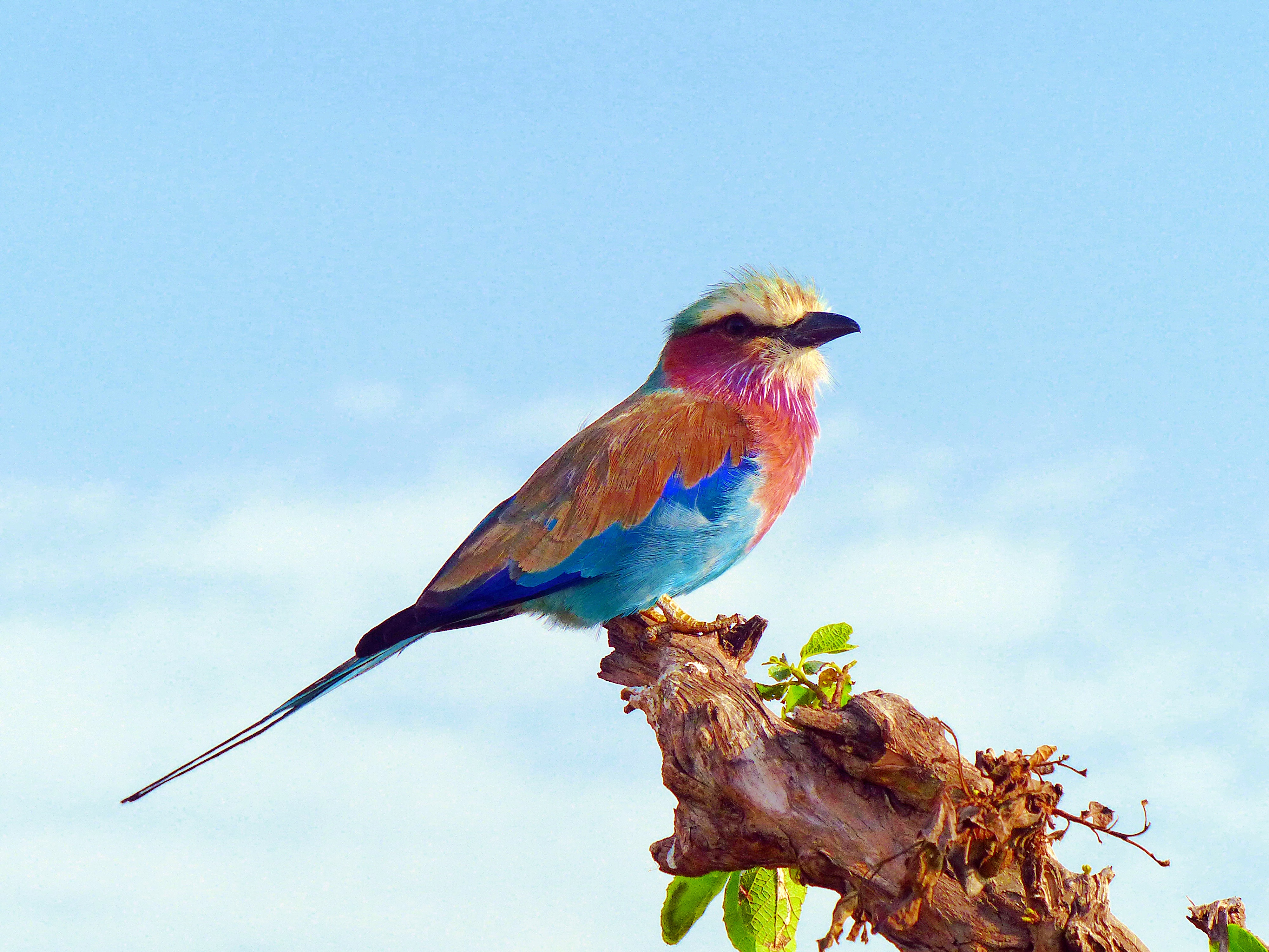 blue, red, birds, lilac-breasted, lilac breasted roller, multi Colored, low angle view, perching, vertebrate, no people, animal themes, outdoors, tree, HD Wallpaper