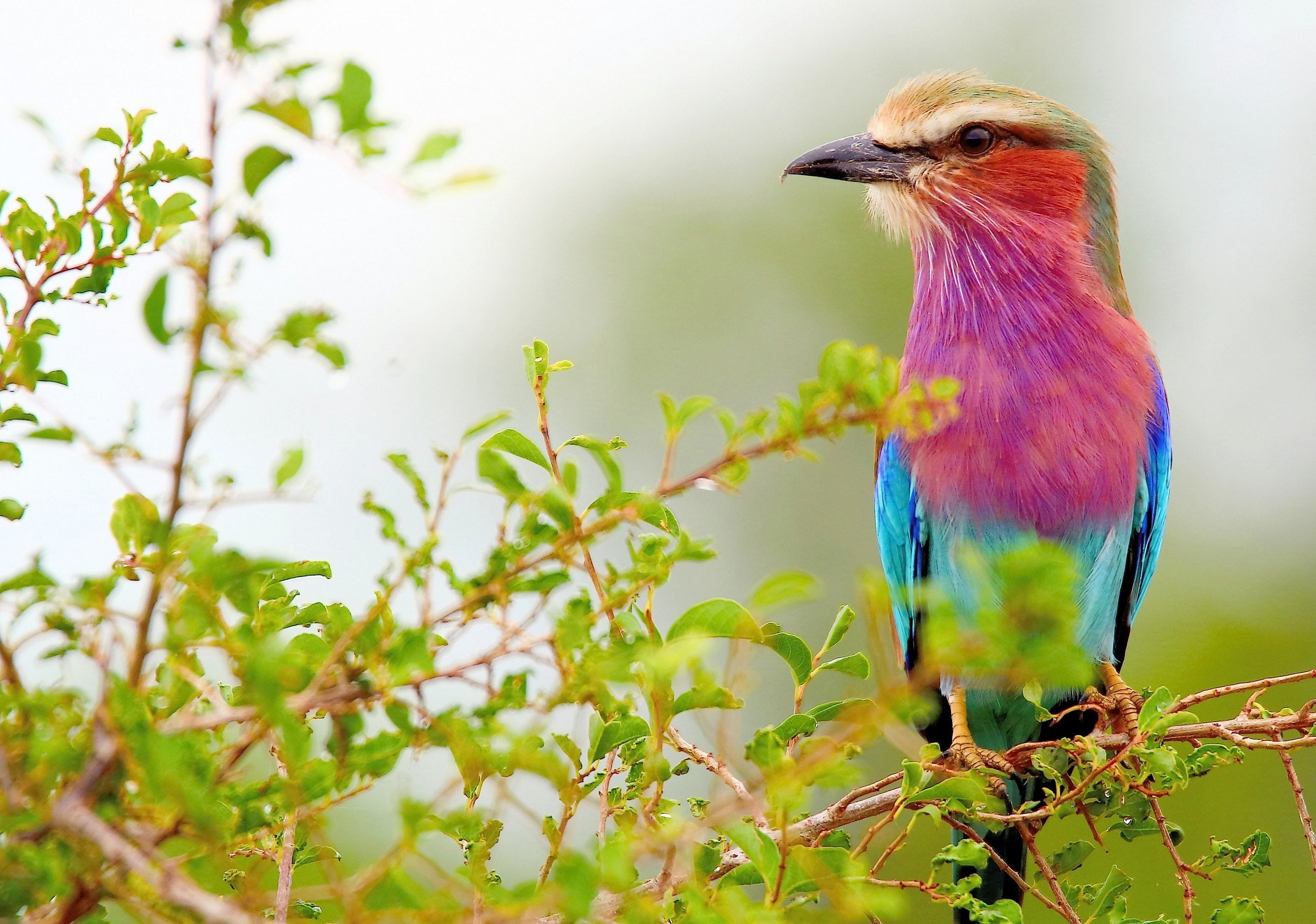 Branches, Lilac, Poultry, Roller, Lastochkohvostaya, breasted, 2K, HD Wallpaper