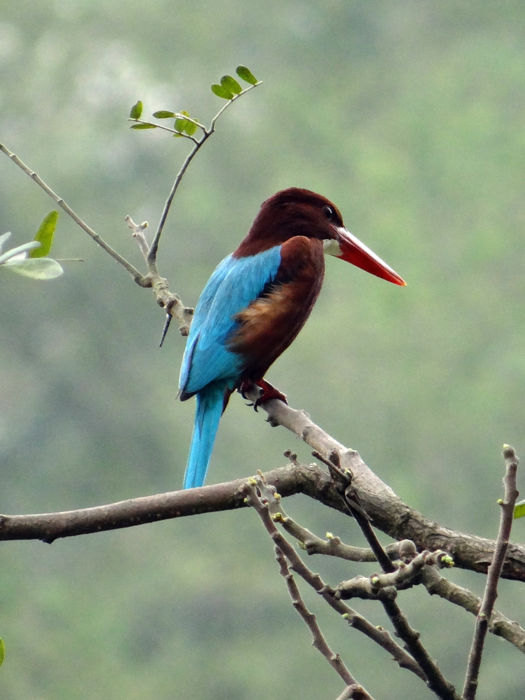 animal, one animal, branch, iim, white-breasted kingfisher, tree, avian, aves, no people, fauna, day, focus on foreground, 2K, animal wildlife, india, Phone HD Wallpaper